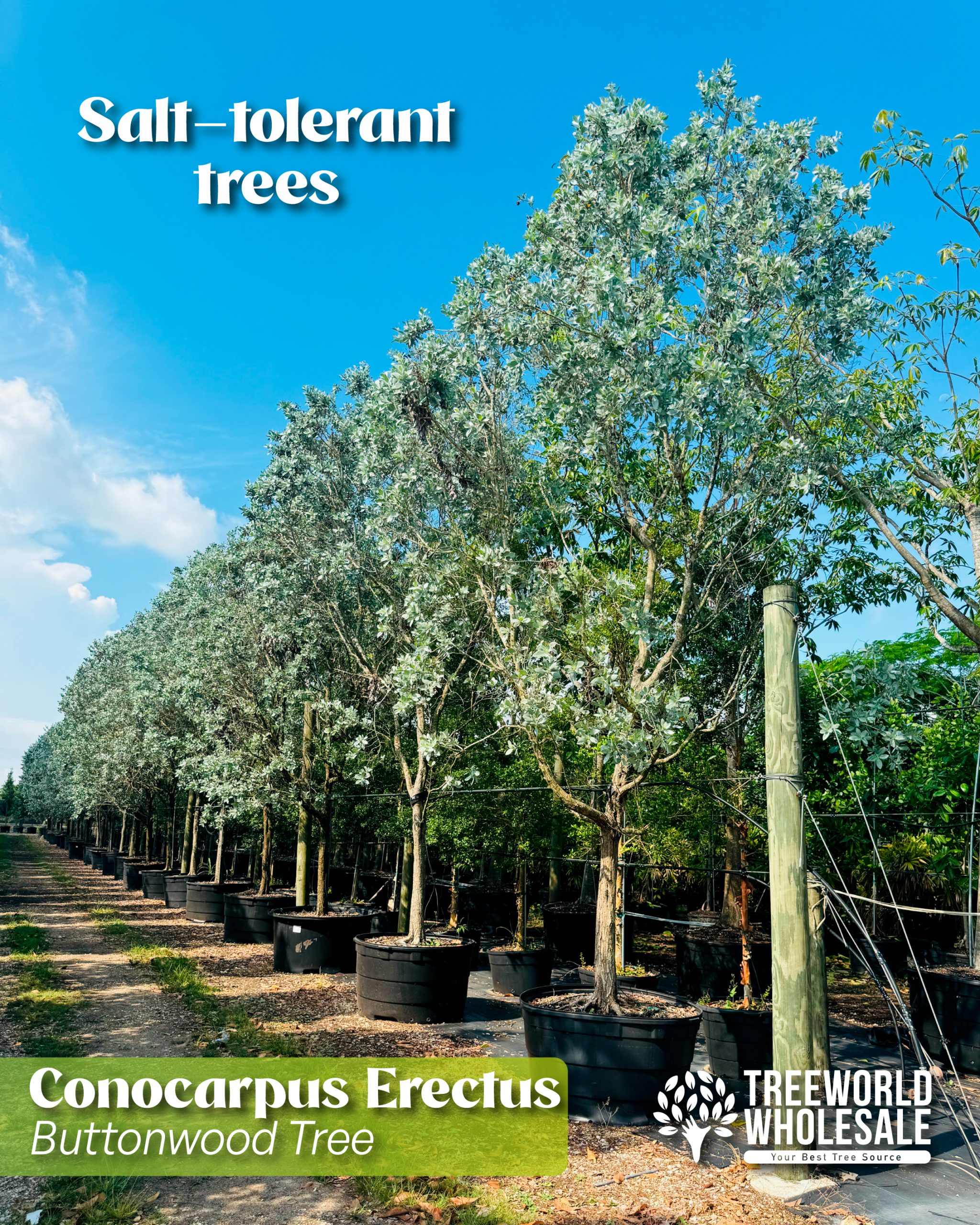 salt-tolerant-trees-conocarpus-erectus-green-buttonwood