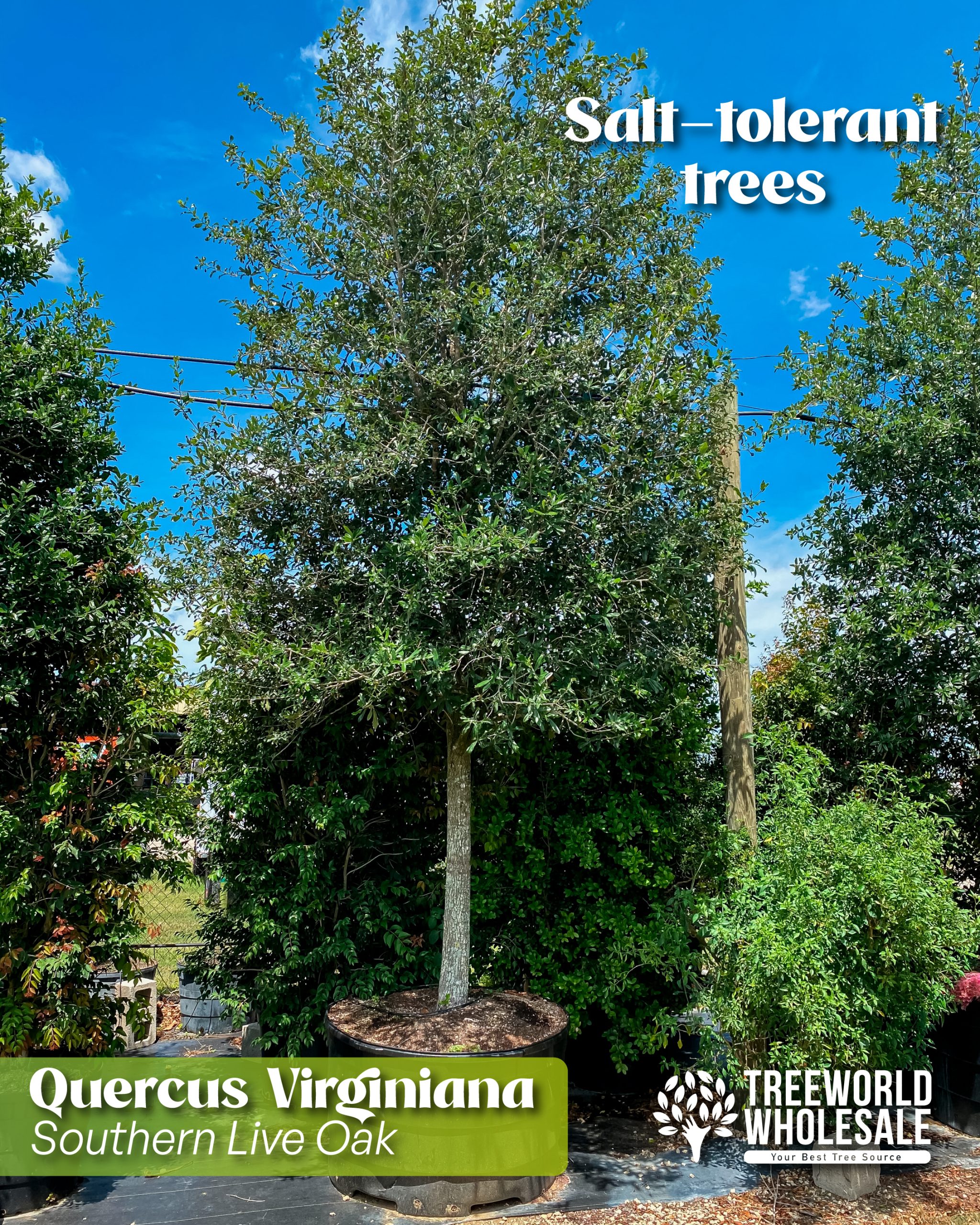 salt-tolerant-trees-quercus-virginiana-southern-live-oak