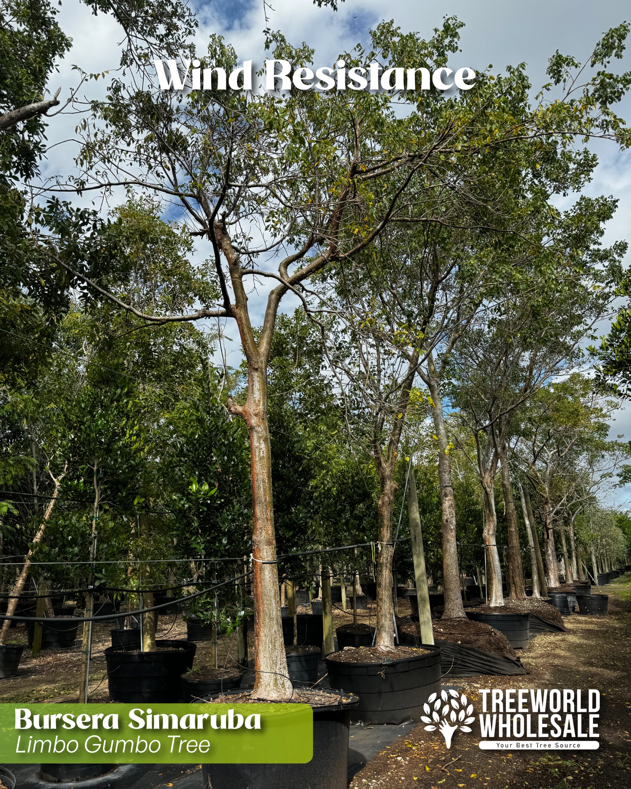 wind-resistant-native-tree-gumbo-limbo-bursera-simaruba