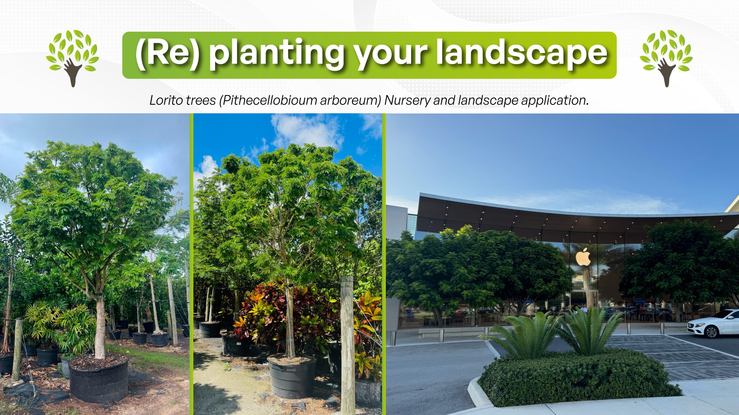 Lorito trees (Pithecellobioum arboreum) landscape application and treeworld wholesale nursery