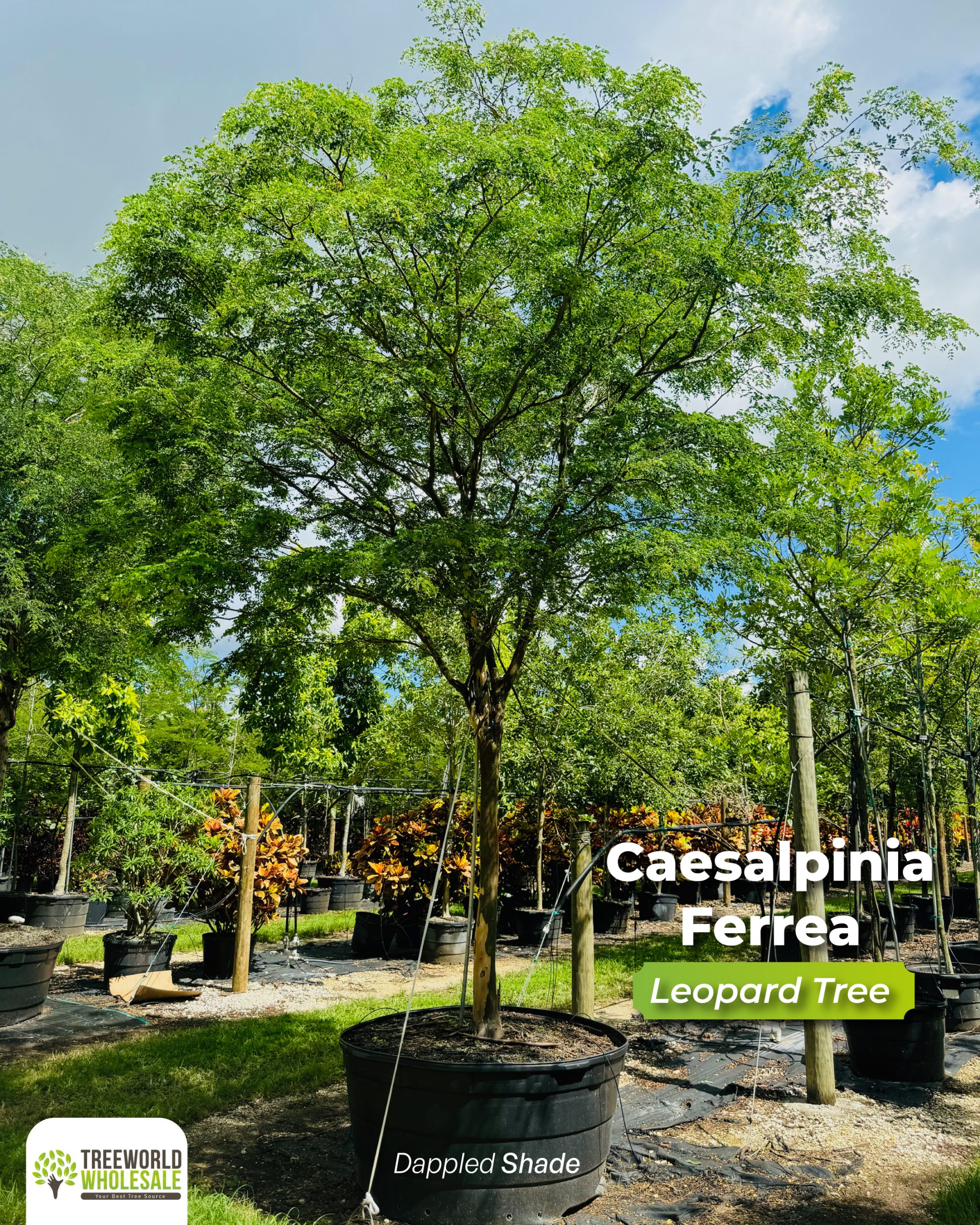 caesalpinia ferrea leopard tree dappled shade