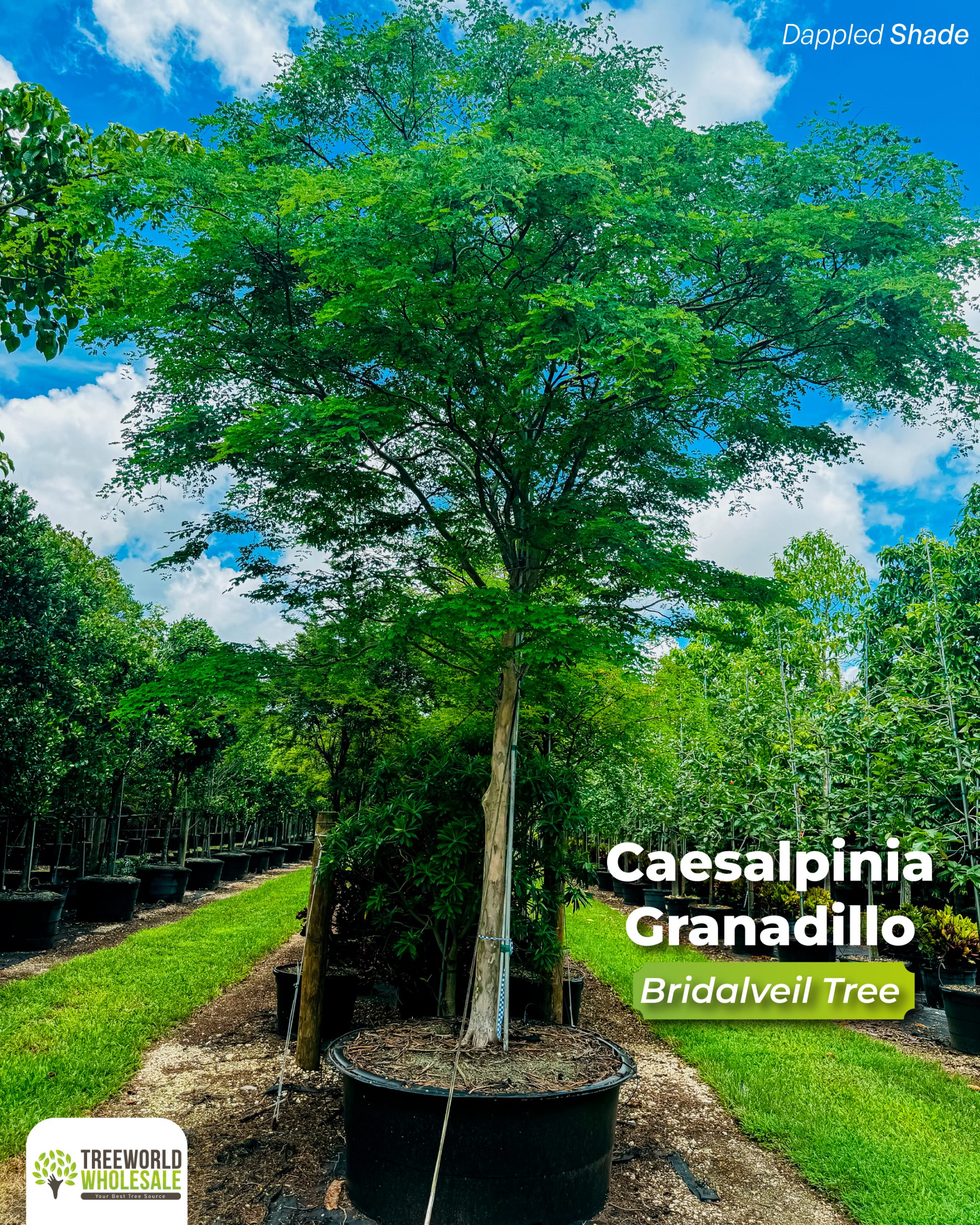 caesalpinia-granadillo-bridalveil-tree-300-gallons