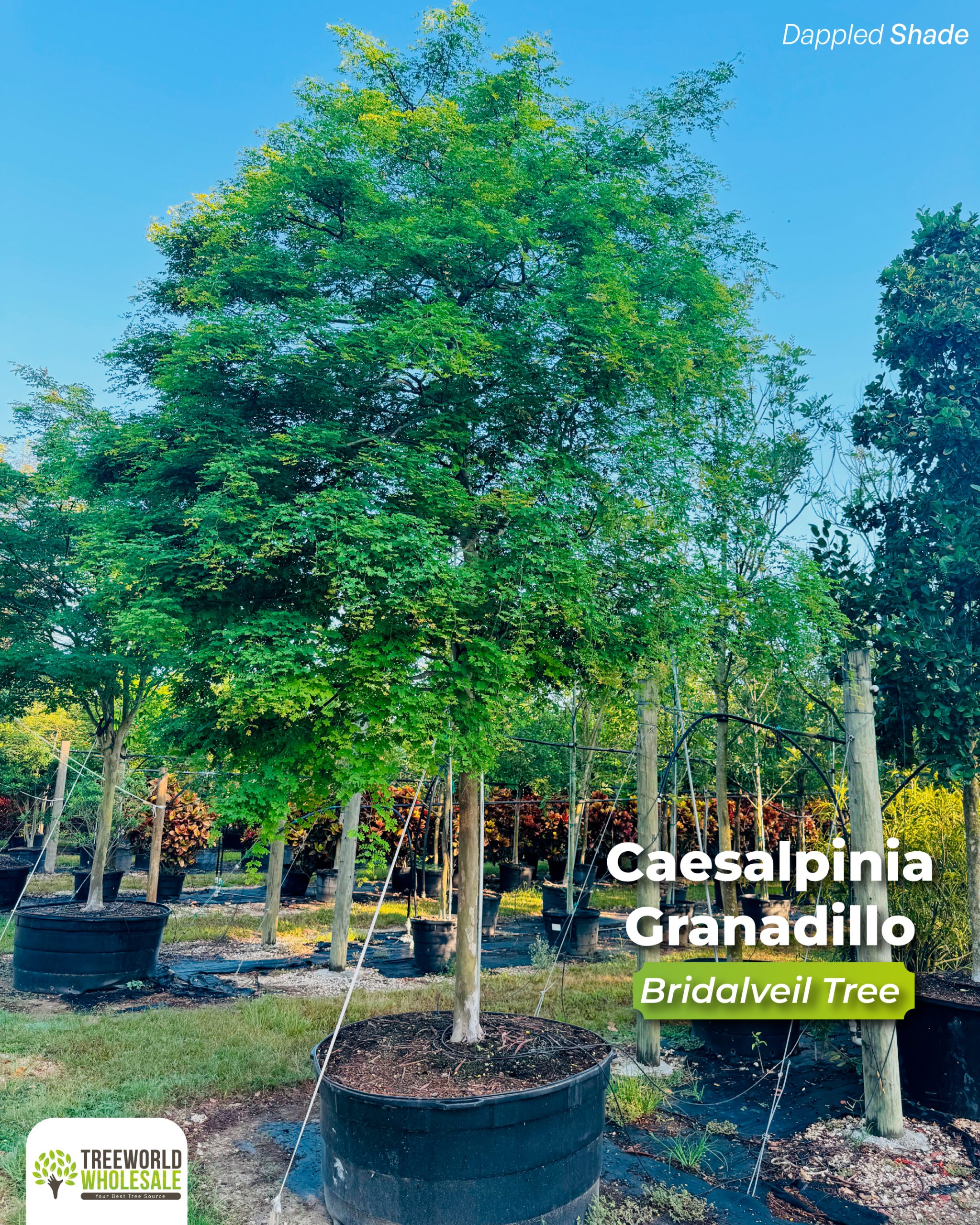 caesalpinia-granadillo-bridalveil-tree