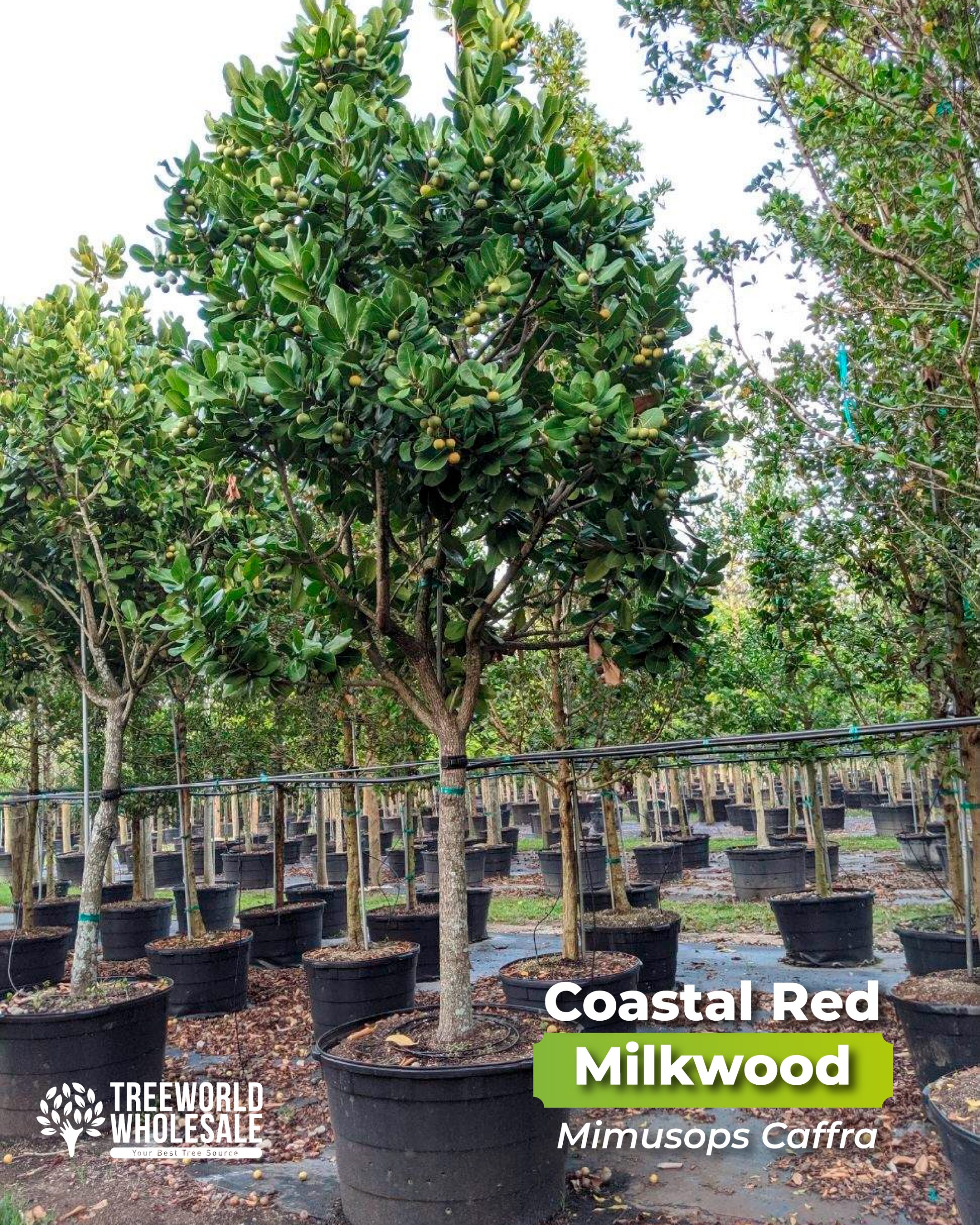 coastal red milkwood mimusops caffra treeworld wholesale