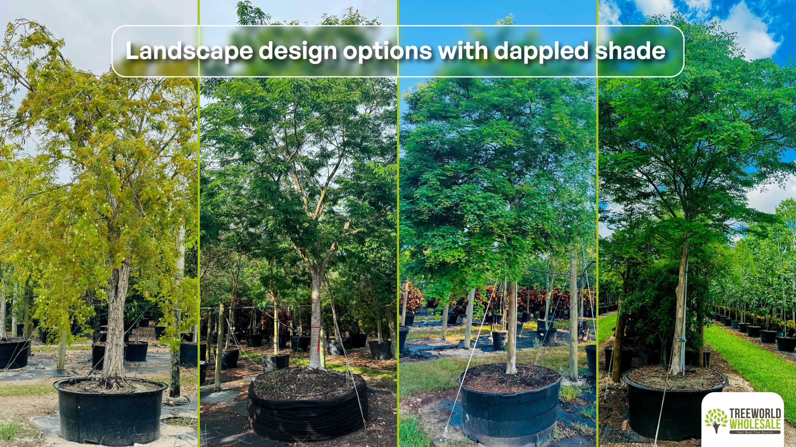 dappled shade trees in landscape design and meaning