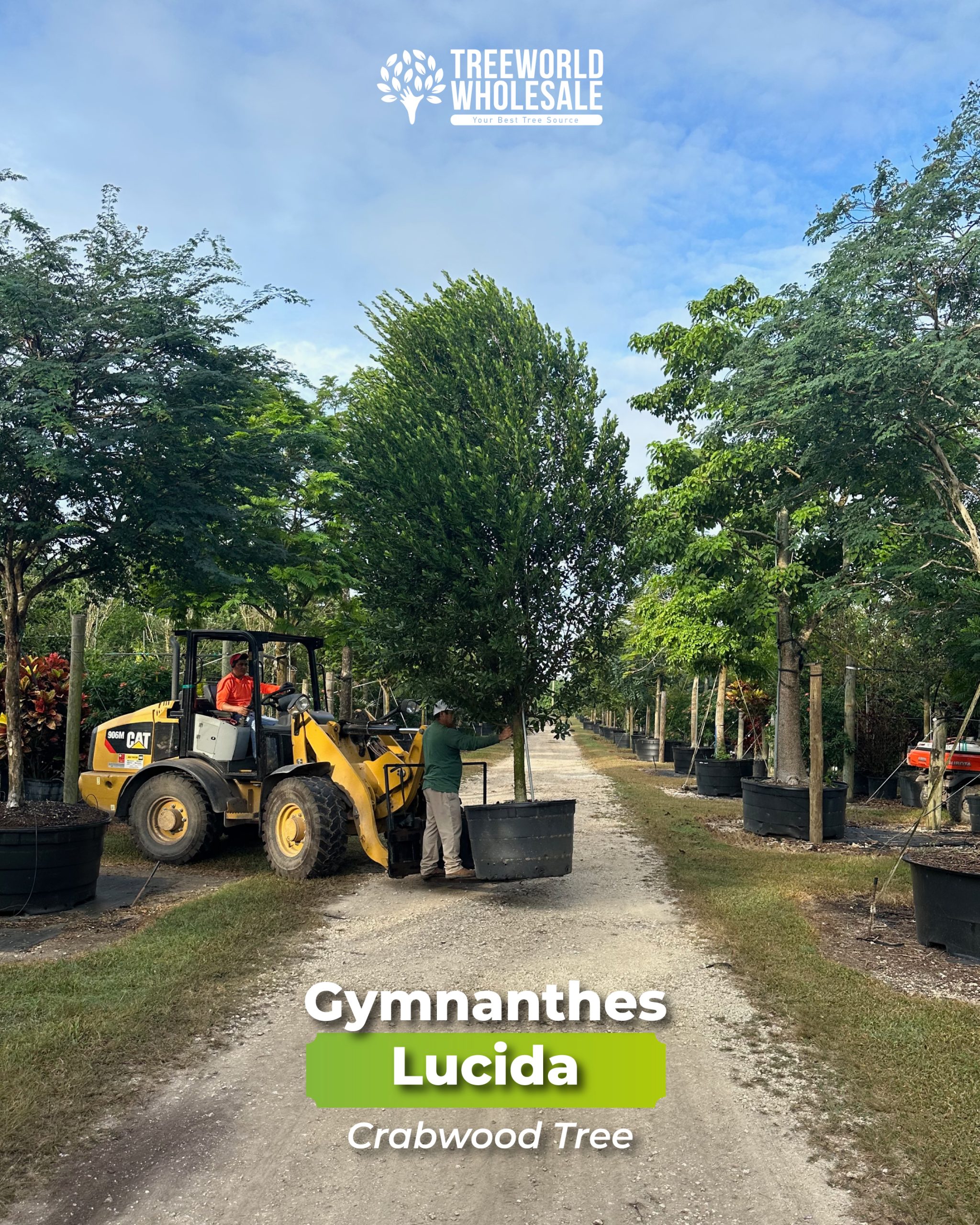 gymnanthes lucida crabwood tree at the tree farm nursery