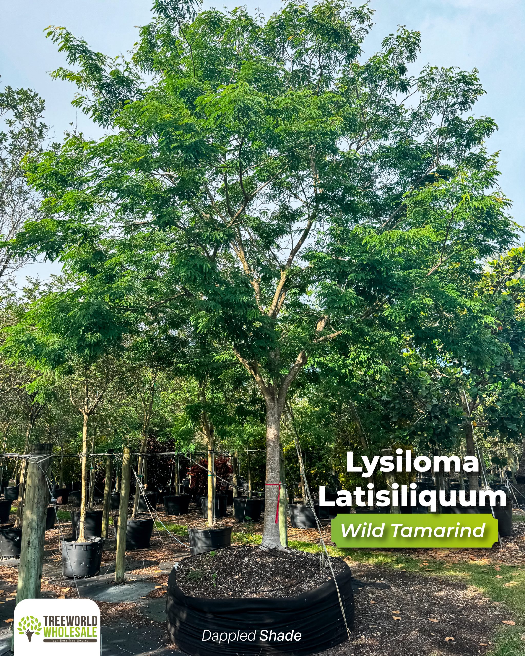 lysiloma latisiliquum wild tamarind best shade tree