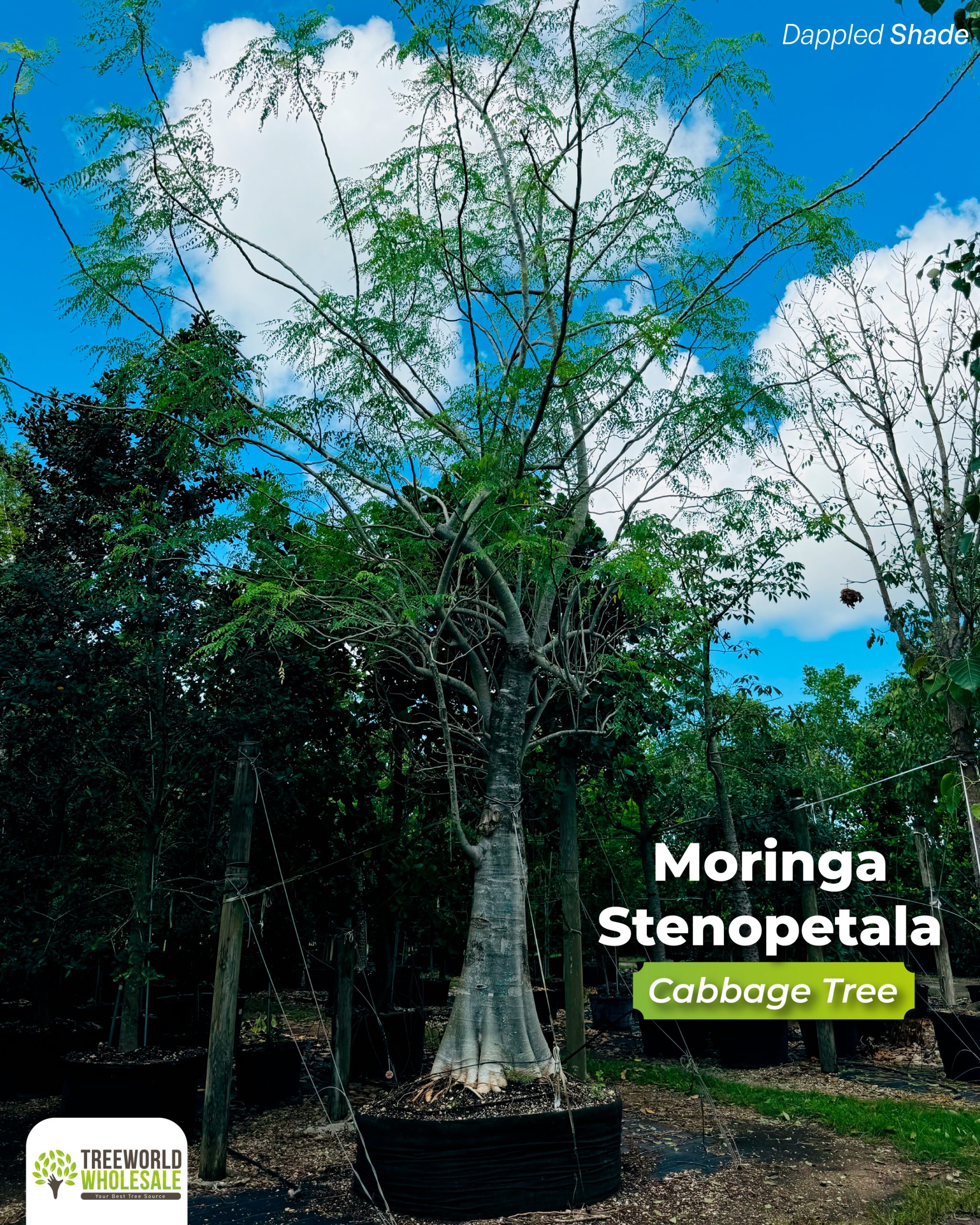 moringa stenopetala cabbage tree dappled shade