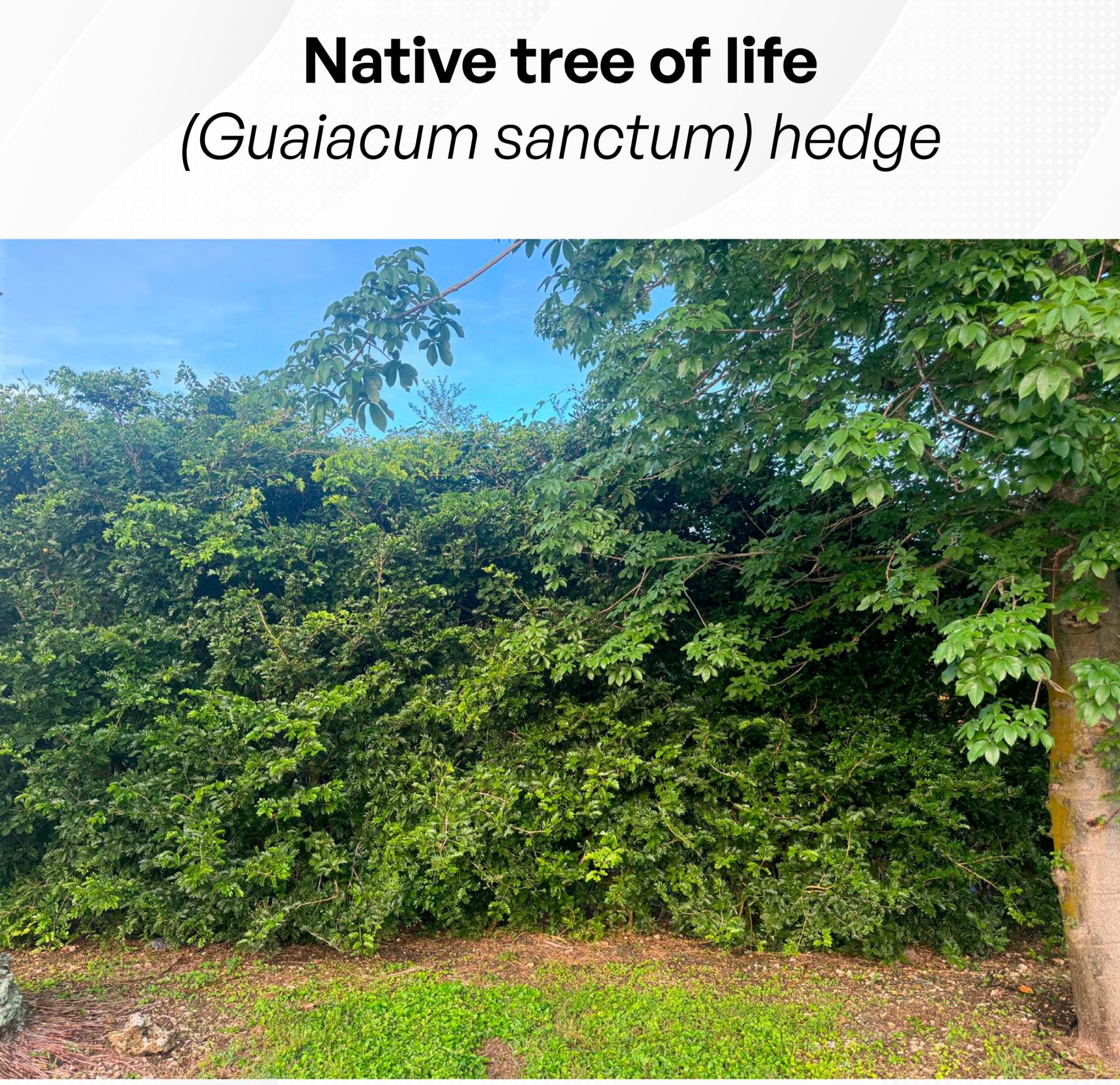 native tree of life-guaiacum sanctum privacy hedge