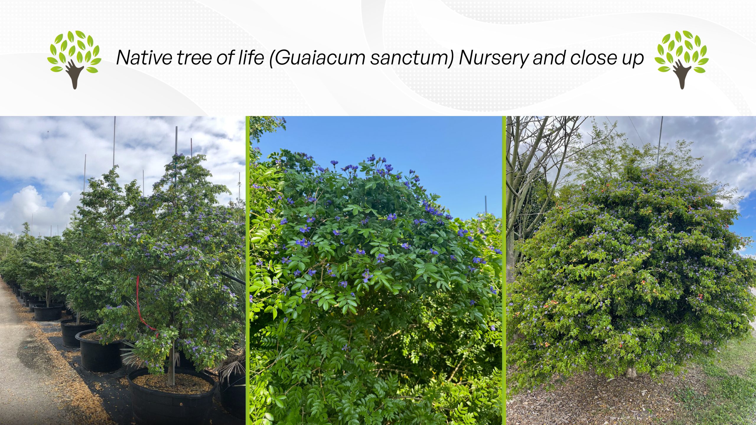 native tree of life guaiacum sanctum in treeworld wholesale tree nursery flowers and full grown specimen