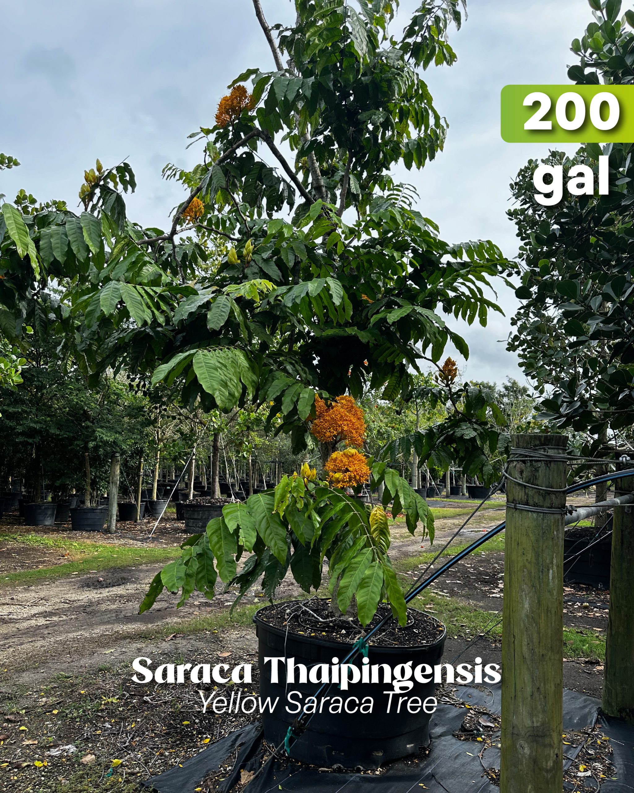 saraca thaipingensis also known as the yellow saraca tree in our tree farm nursery TreeWorld Wholesale in Homestead Florida