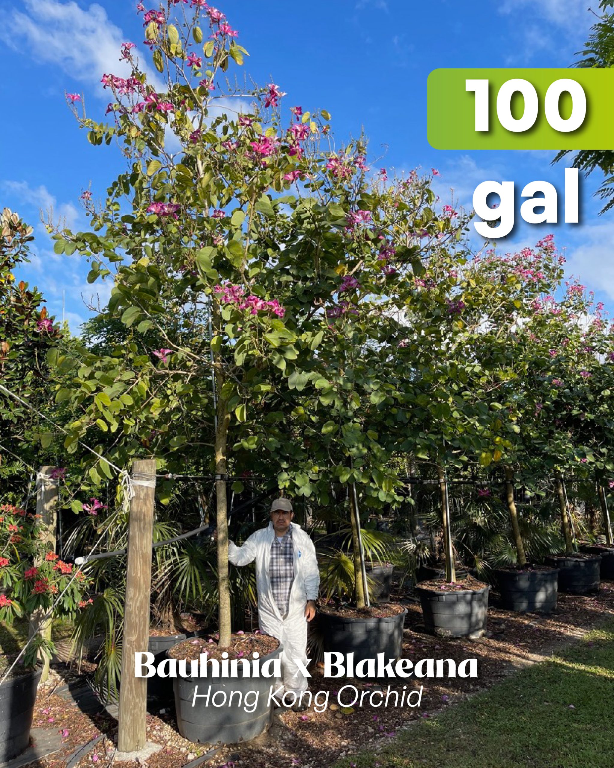 vibrant blooms of the bauhinia x blakeana also known as the hong kong orchid 100 gallons during the winter tropical christmas months