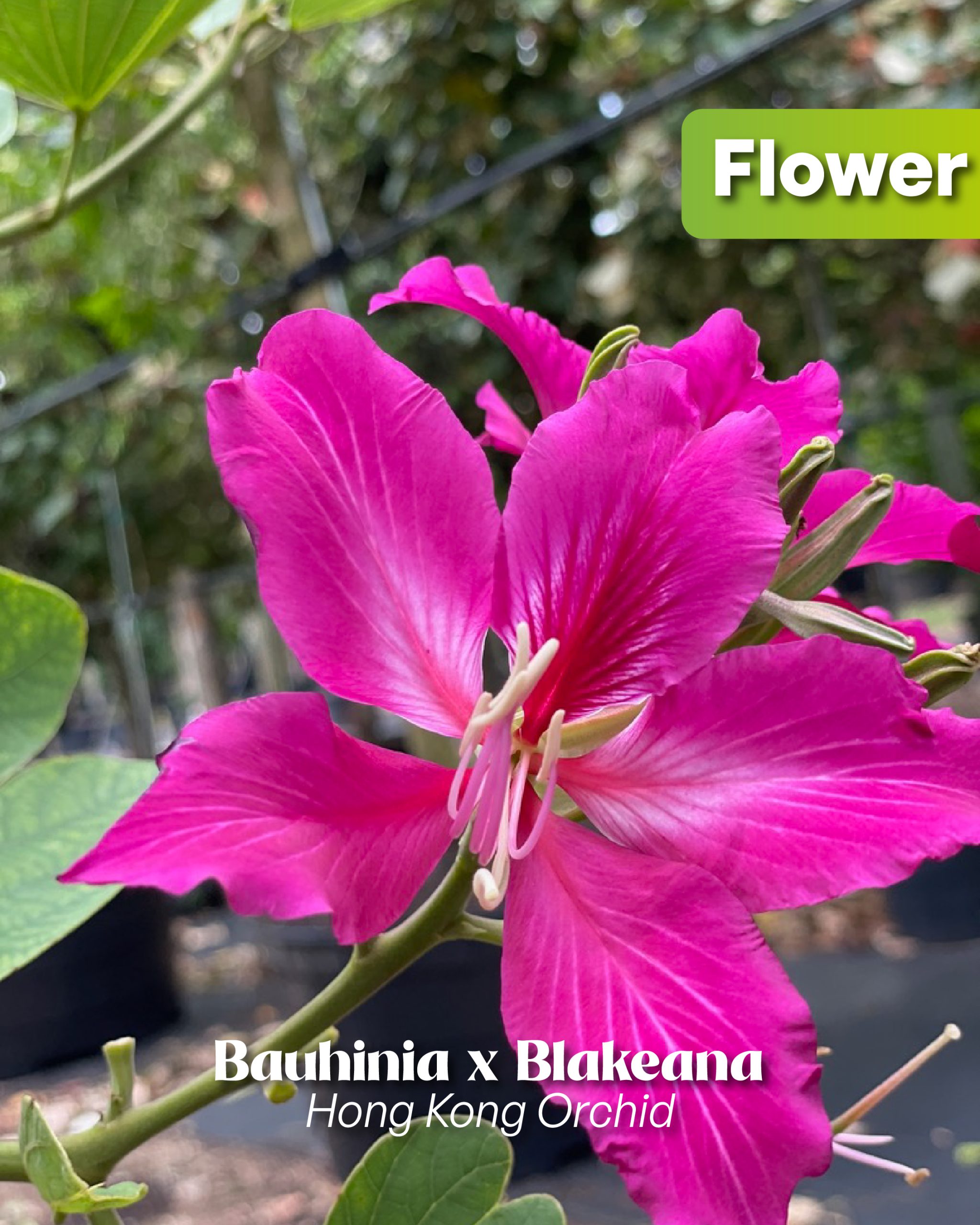 magenta blooms of the bauhinia x blakeana hong kong orchid flower