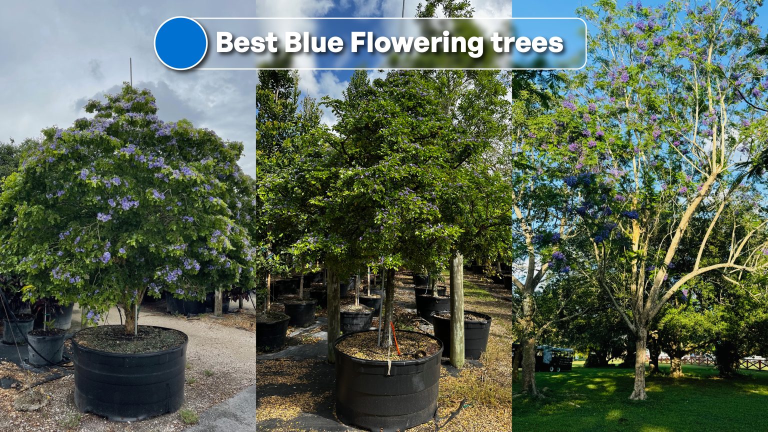 Trees With Blue Flowers | Tree World Wholesale