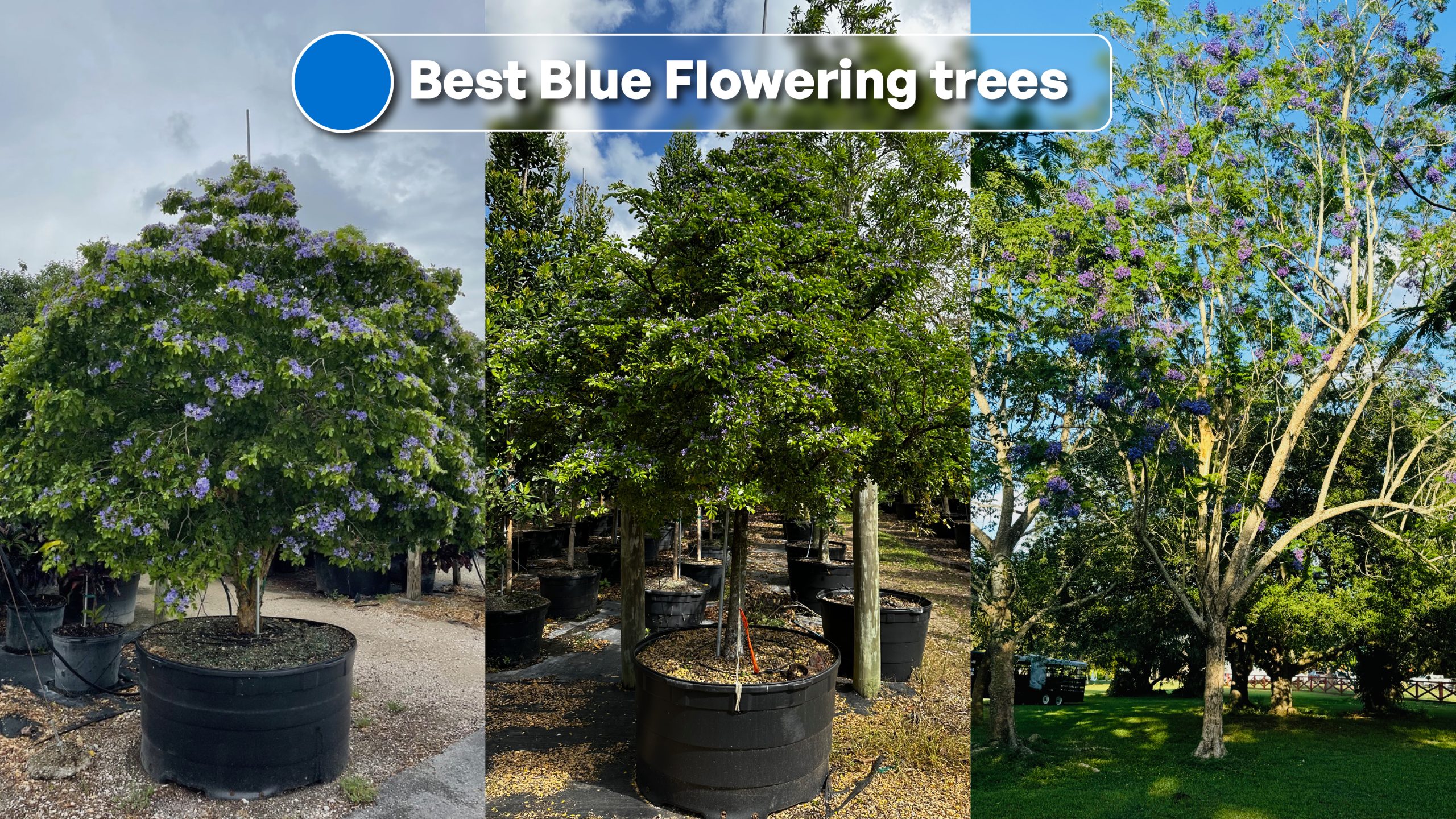 top example of best blue flowering trees for landscaping design