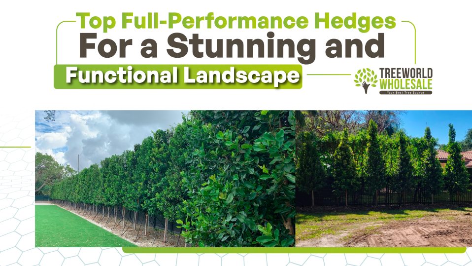 best hedges for landscaping