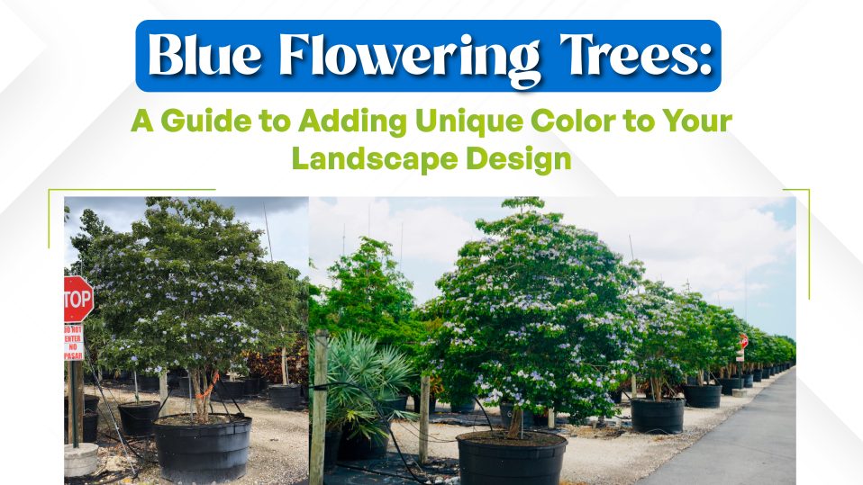 a guide of blue flowering trees