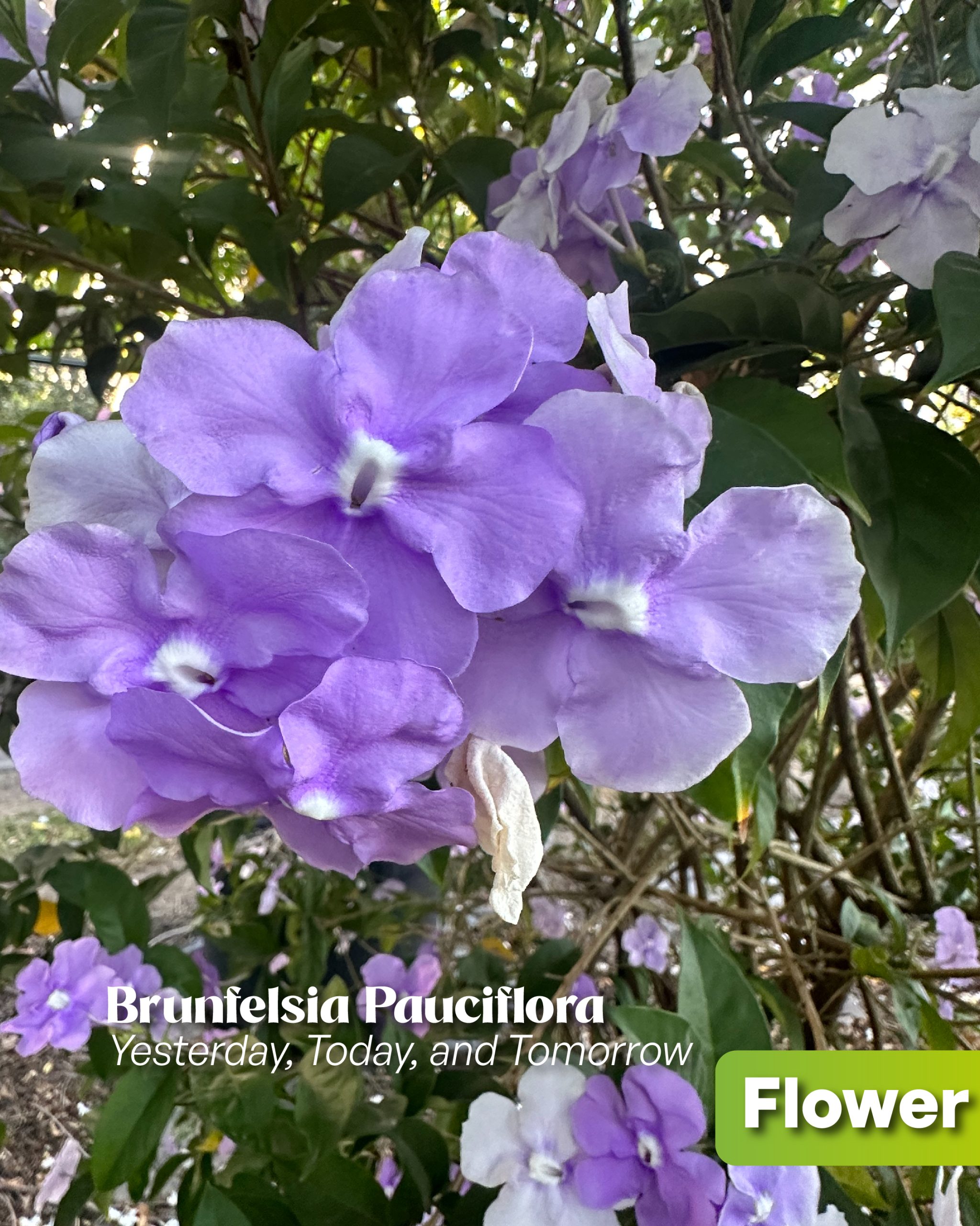 brunfelsia pauciflora yesterday today and tomorrow flower