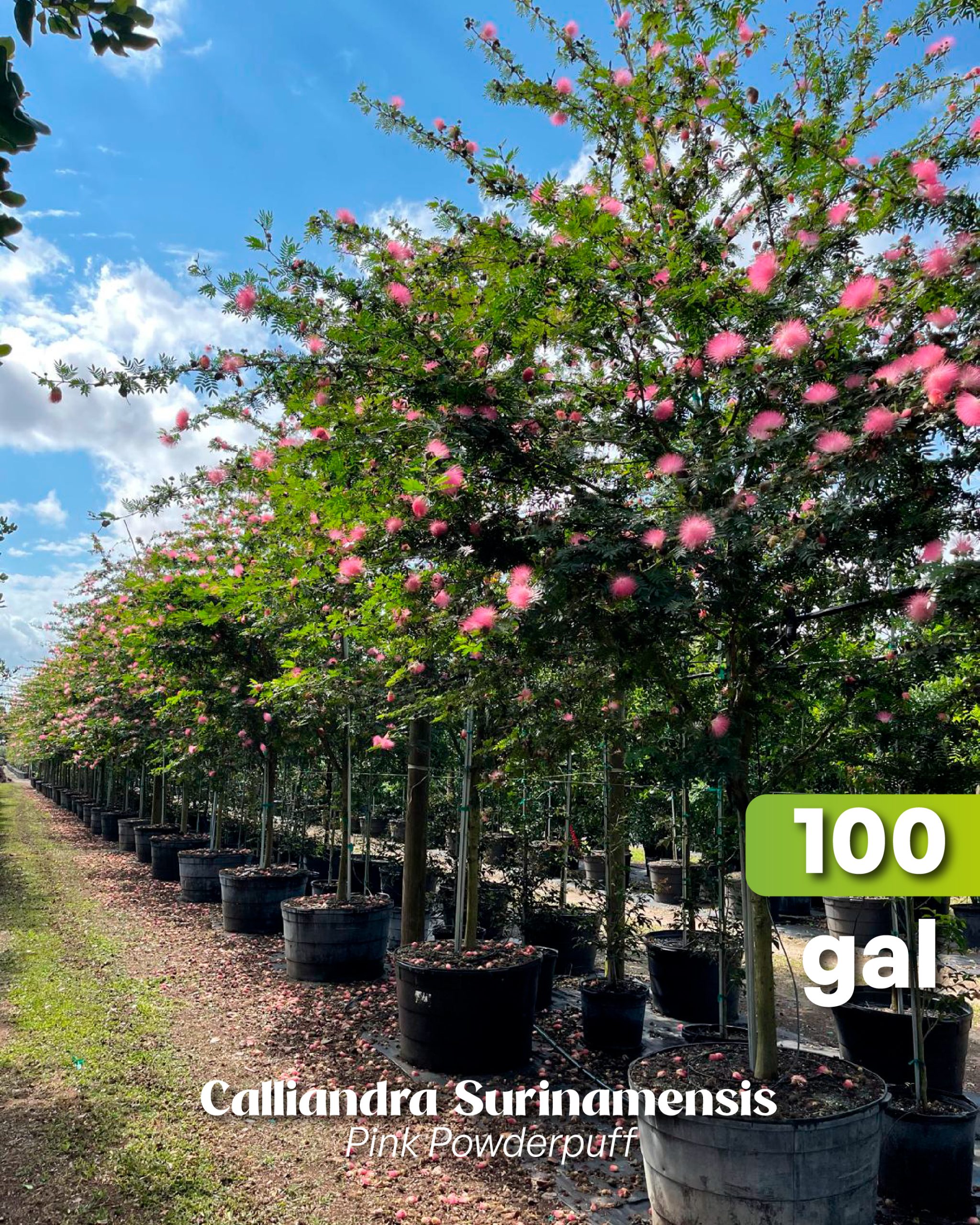 blooming calliandra surinamensis pink powderpuff in 100 gallons at our tree nursery Homestead, Florida