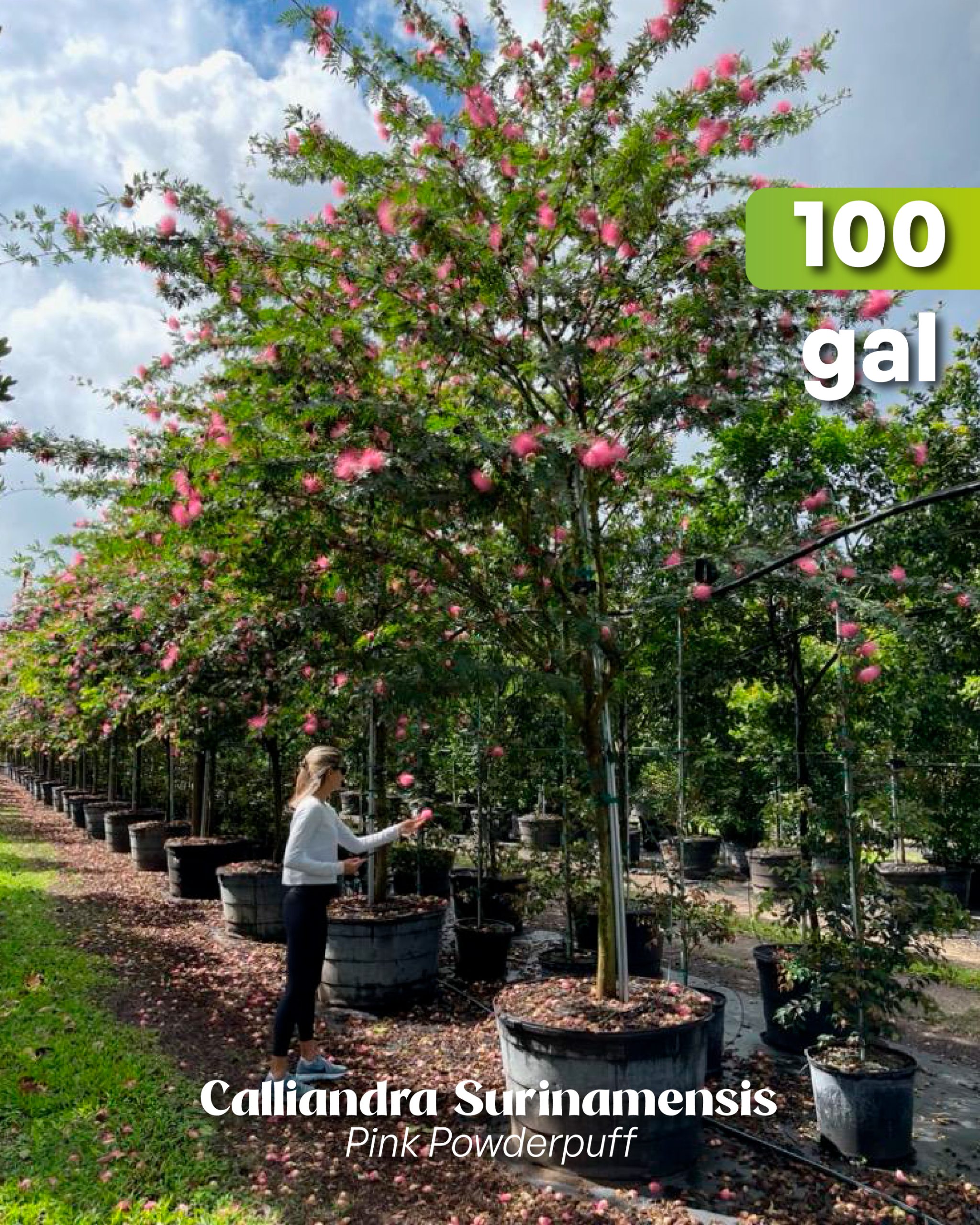 calliandra surinamensis pink powderpuff tropical winter flowering tree in 100 gallons