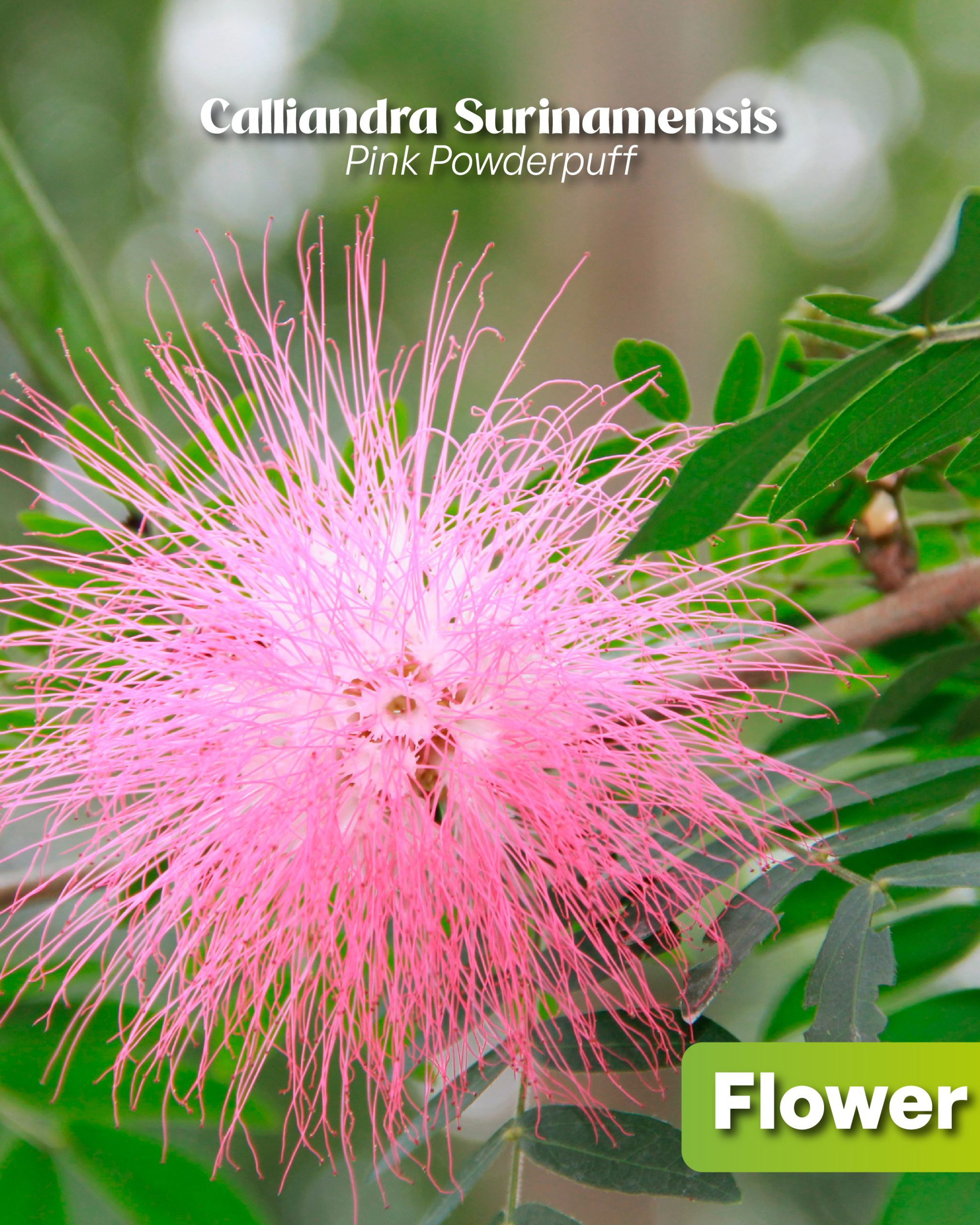 close up on pink powderpuff flowers formally known as calliandra surinamensis