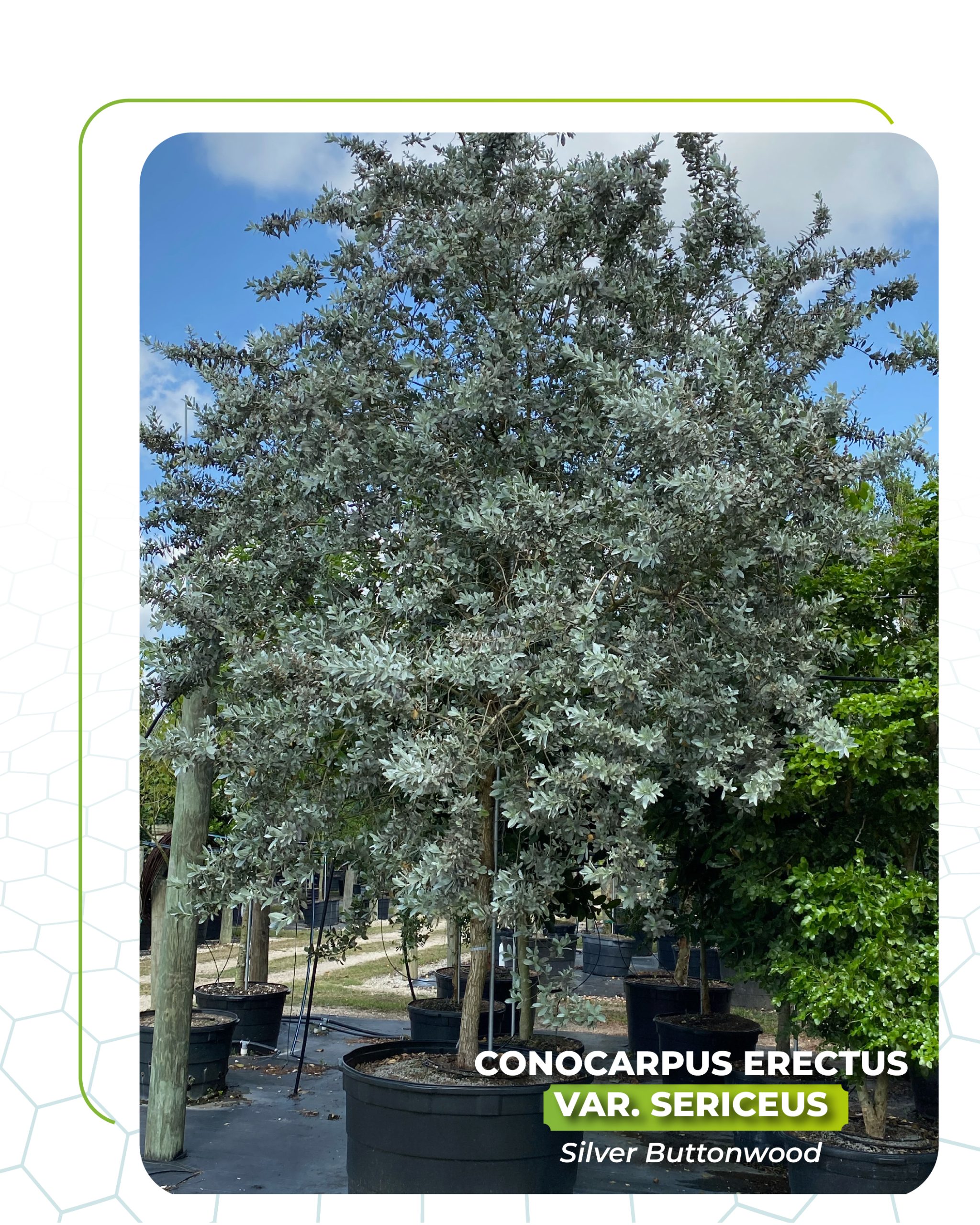 conocarpus erectus silver buttonwood 100 gallons std for sale south florida TreeWorld Wholesale