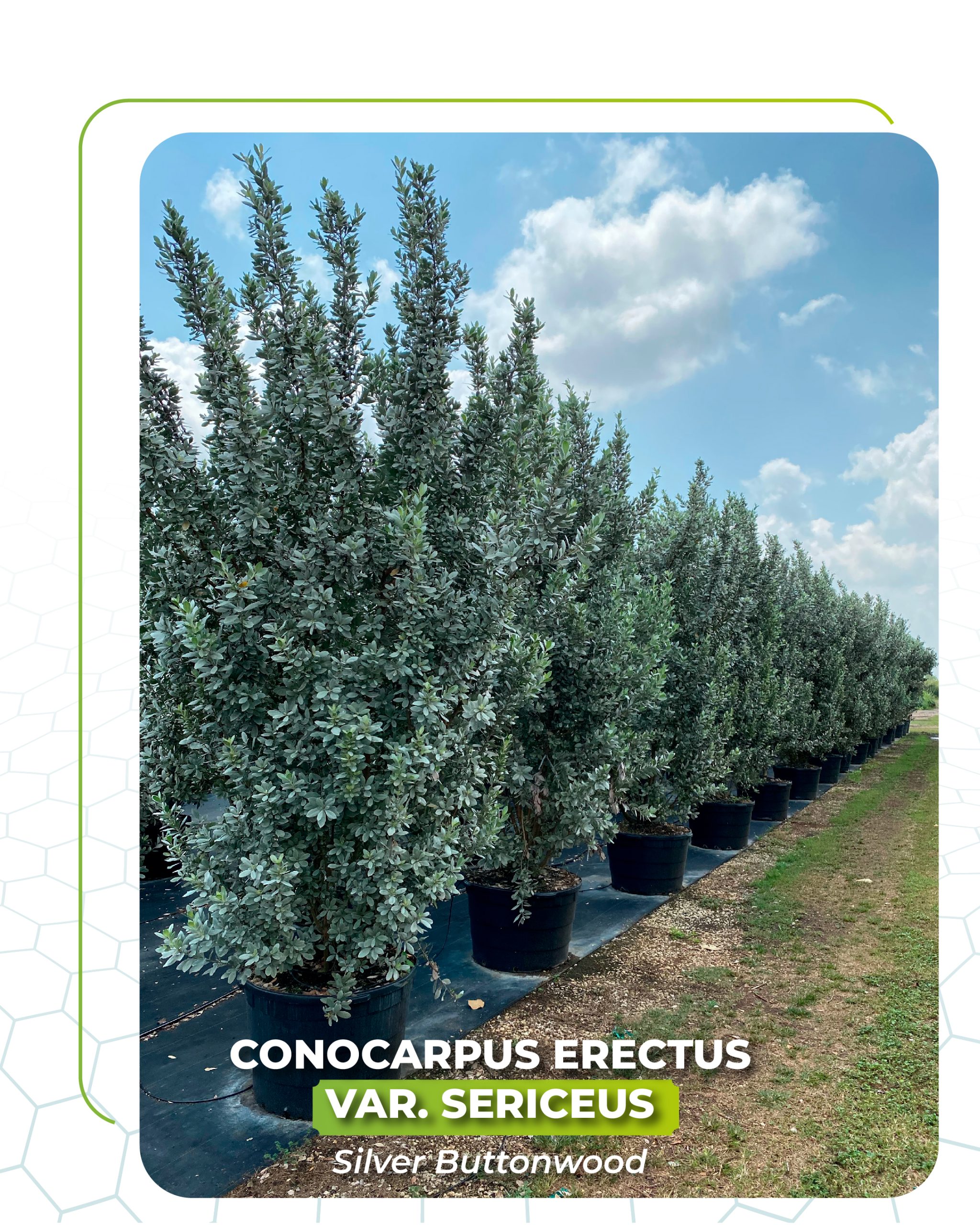 conocarpus erectus silver buttonwood 25 gallons multitrunk for sale south florida