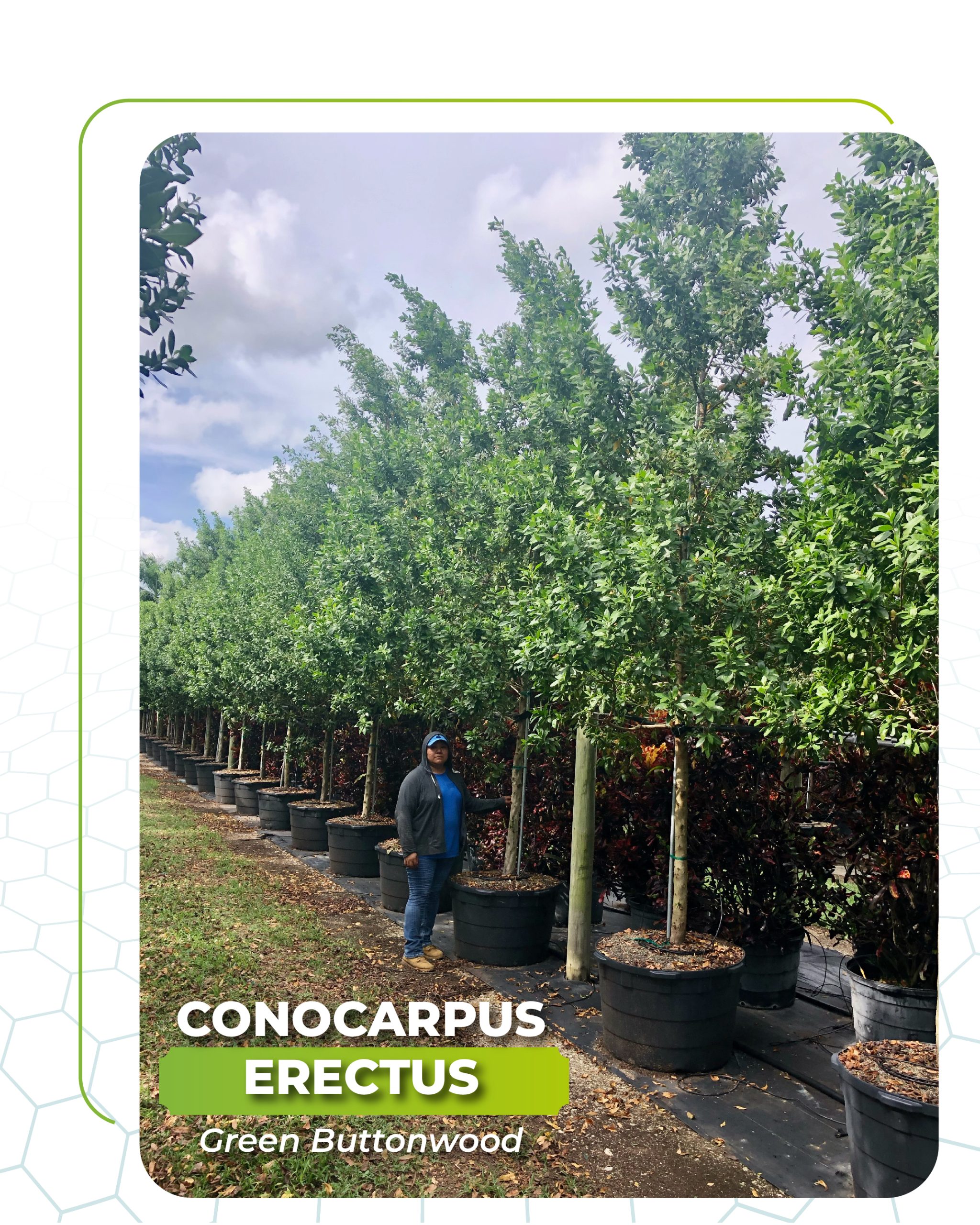 conocarpus erectus green buttonwood 65 gallons std for sale south florida TreeWorld Wholesale