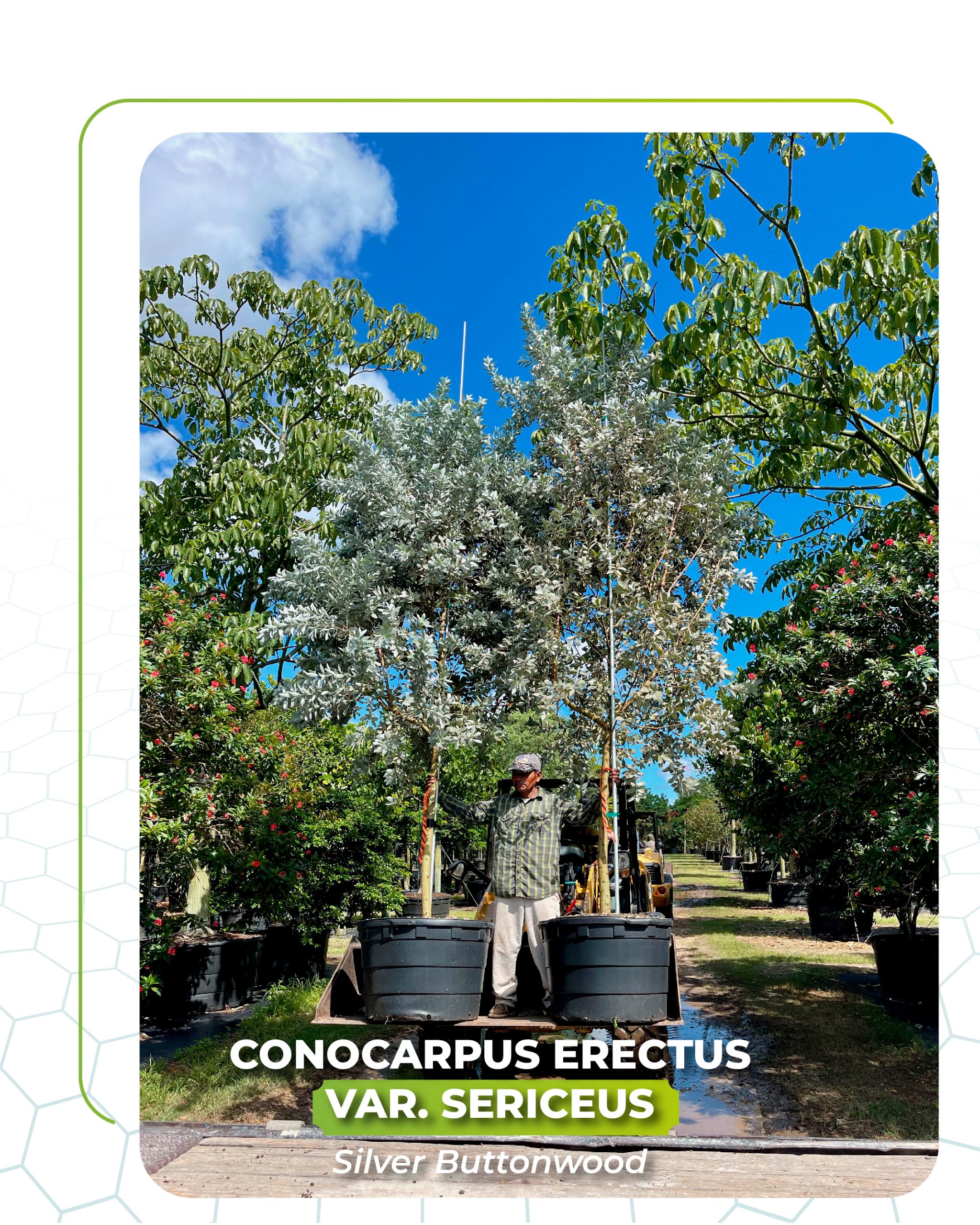 conocarpus erectus silvern buttonwood 100 gallons std for sale south florida TreeWorld Wholesale