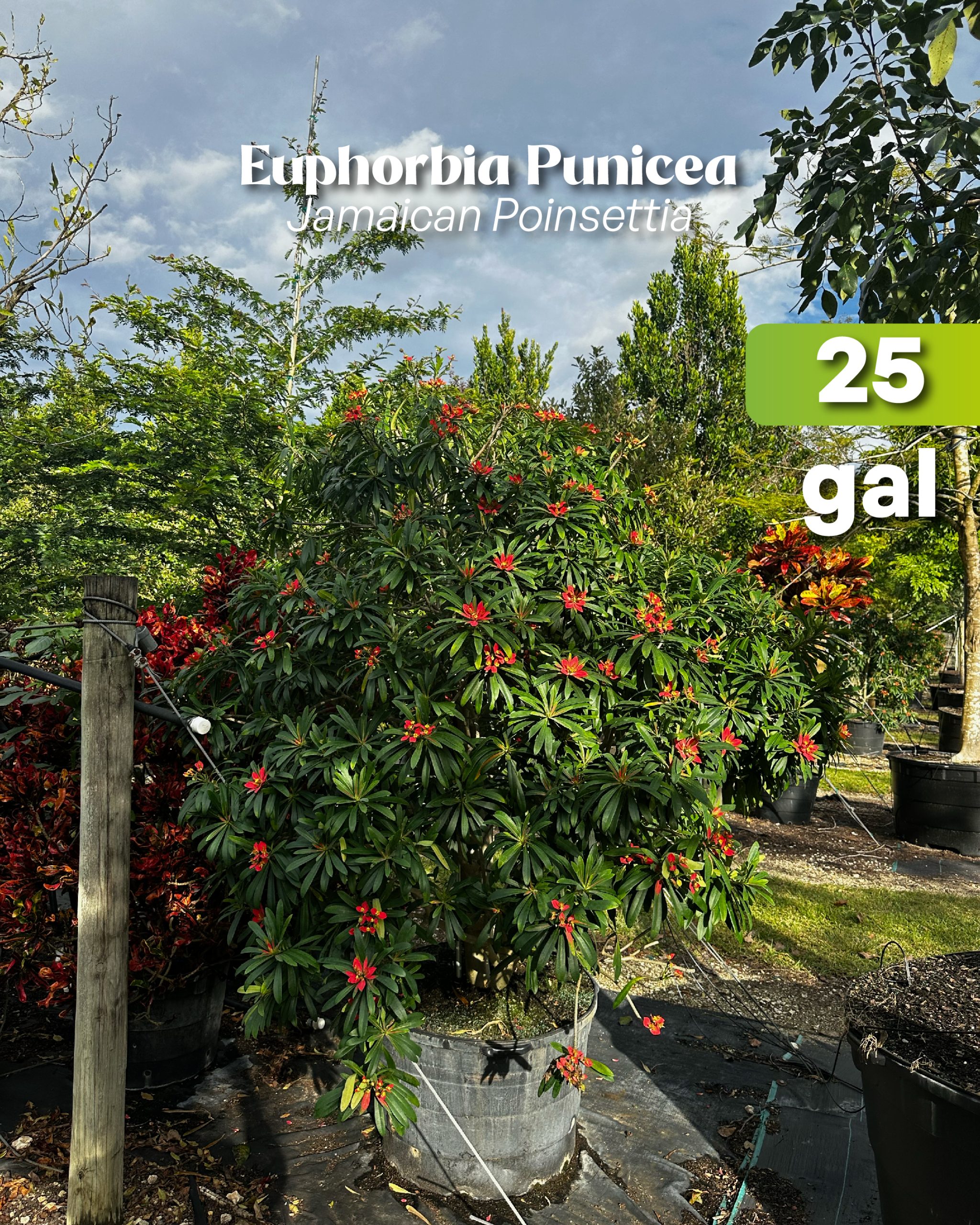 red winter tropical flowering tree is south florida euphorbia punicea jamaican poinsettia 25 gallon