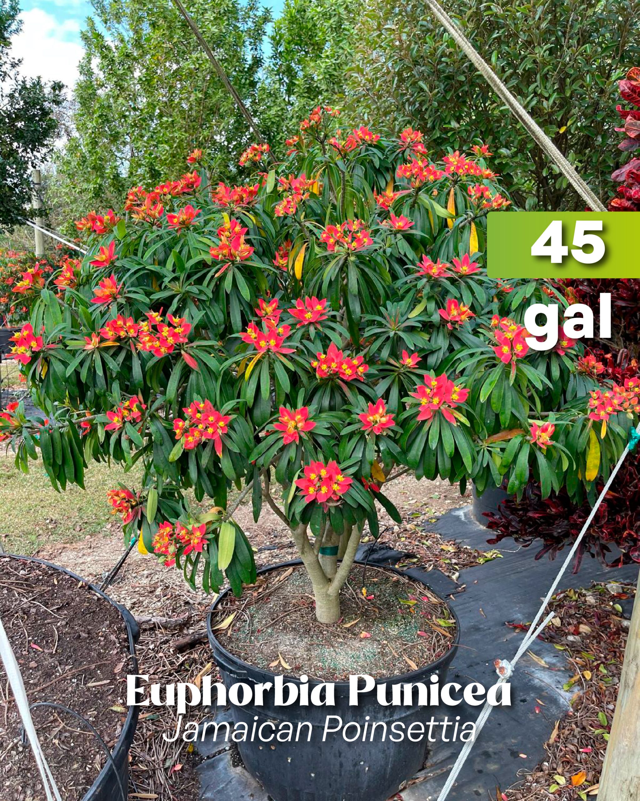 winter flowering tree is south florida euphorbia punicea jamaican poinsettia 45 gallon