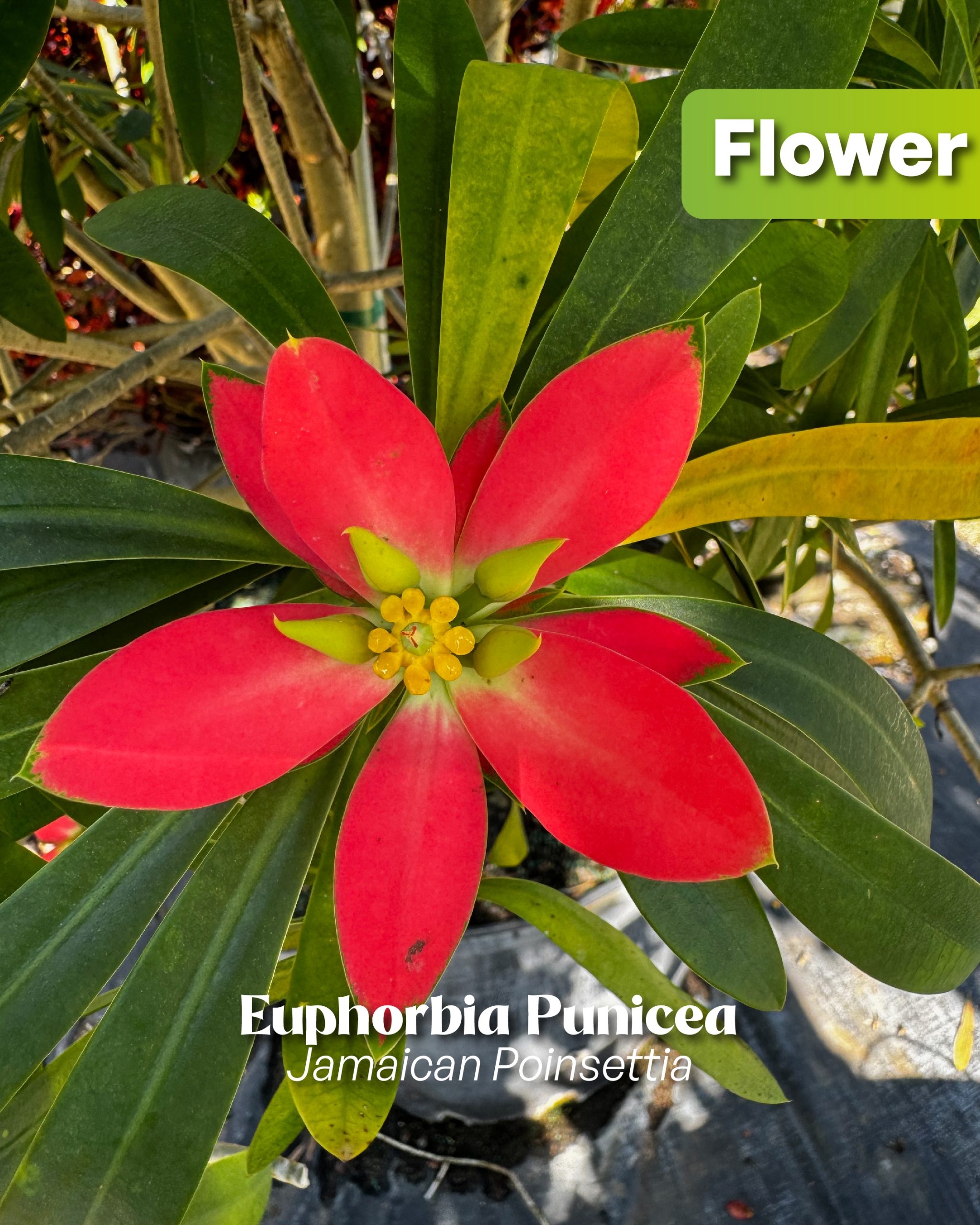 euphorbia punicea jamaican poinsettia flower