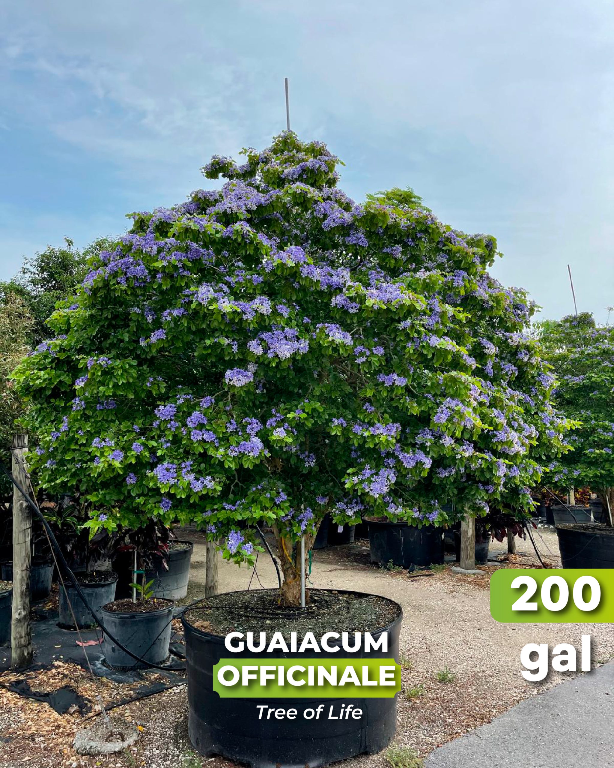 blue blooms guaiacum officinale best known as tree of life 200 gallons