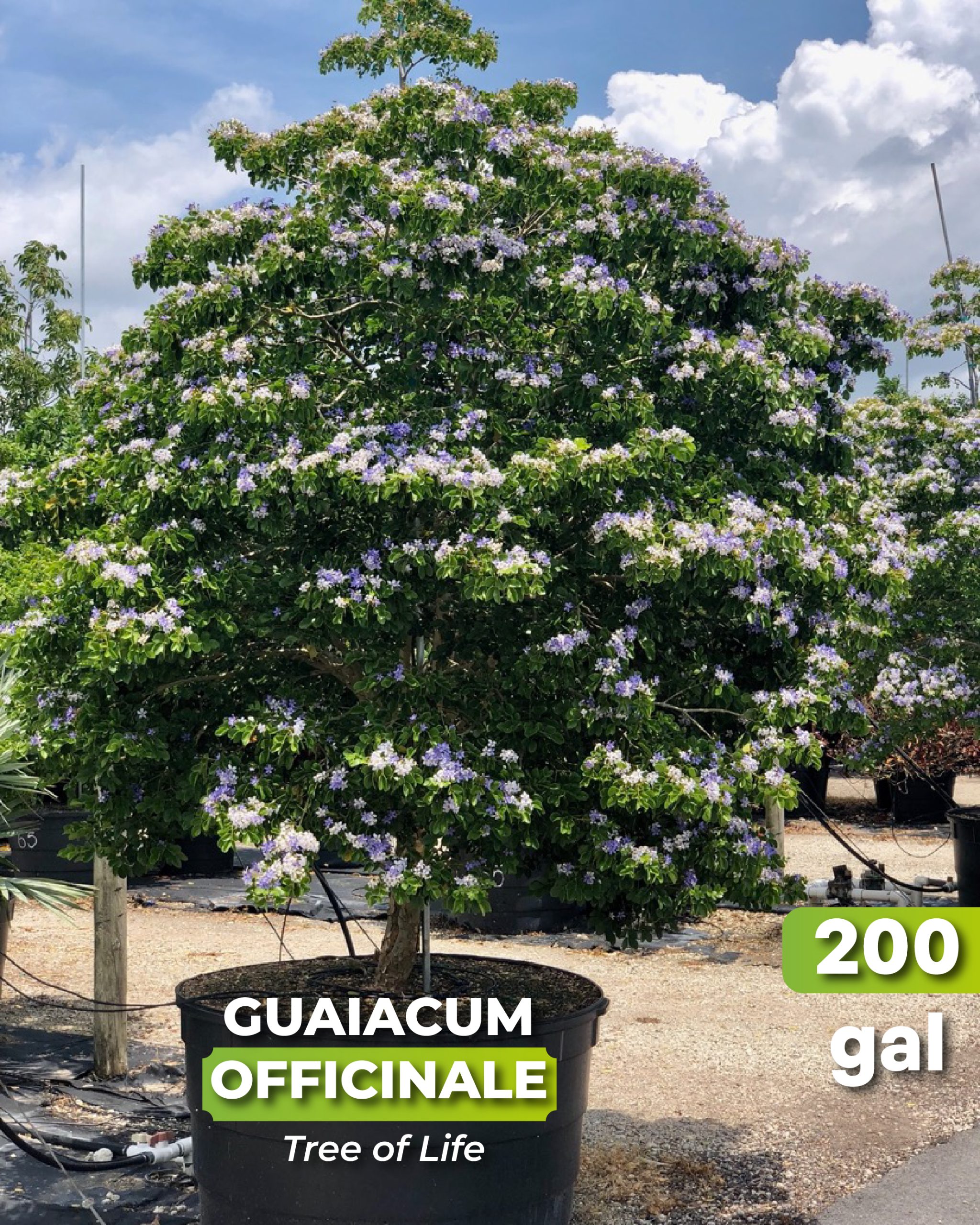 blue flower guaiacum officinale best known as tree of life 200 gallons