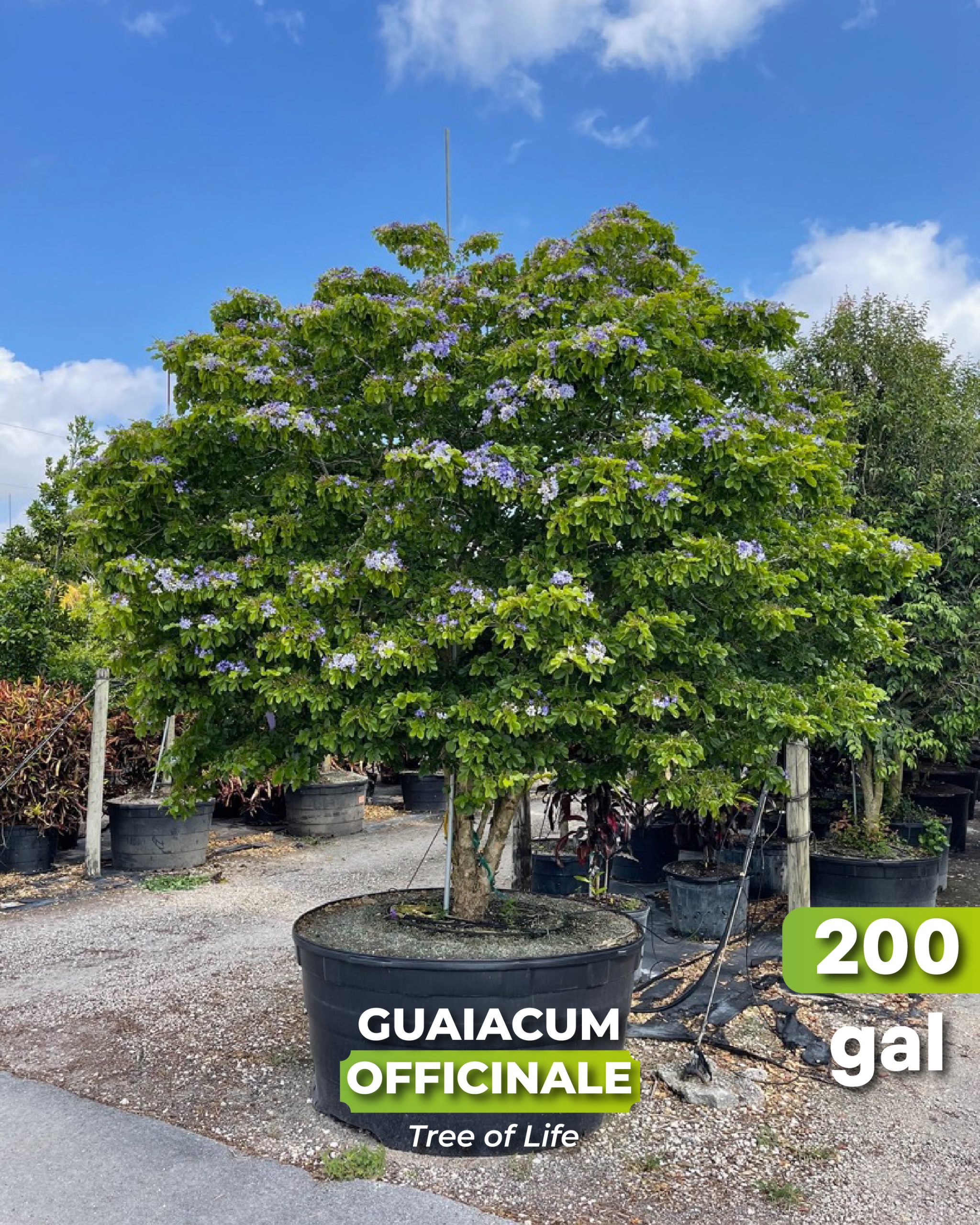 guaiacum officinale best known as tree of life 200 gallons Homestead Florida