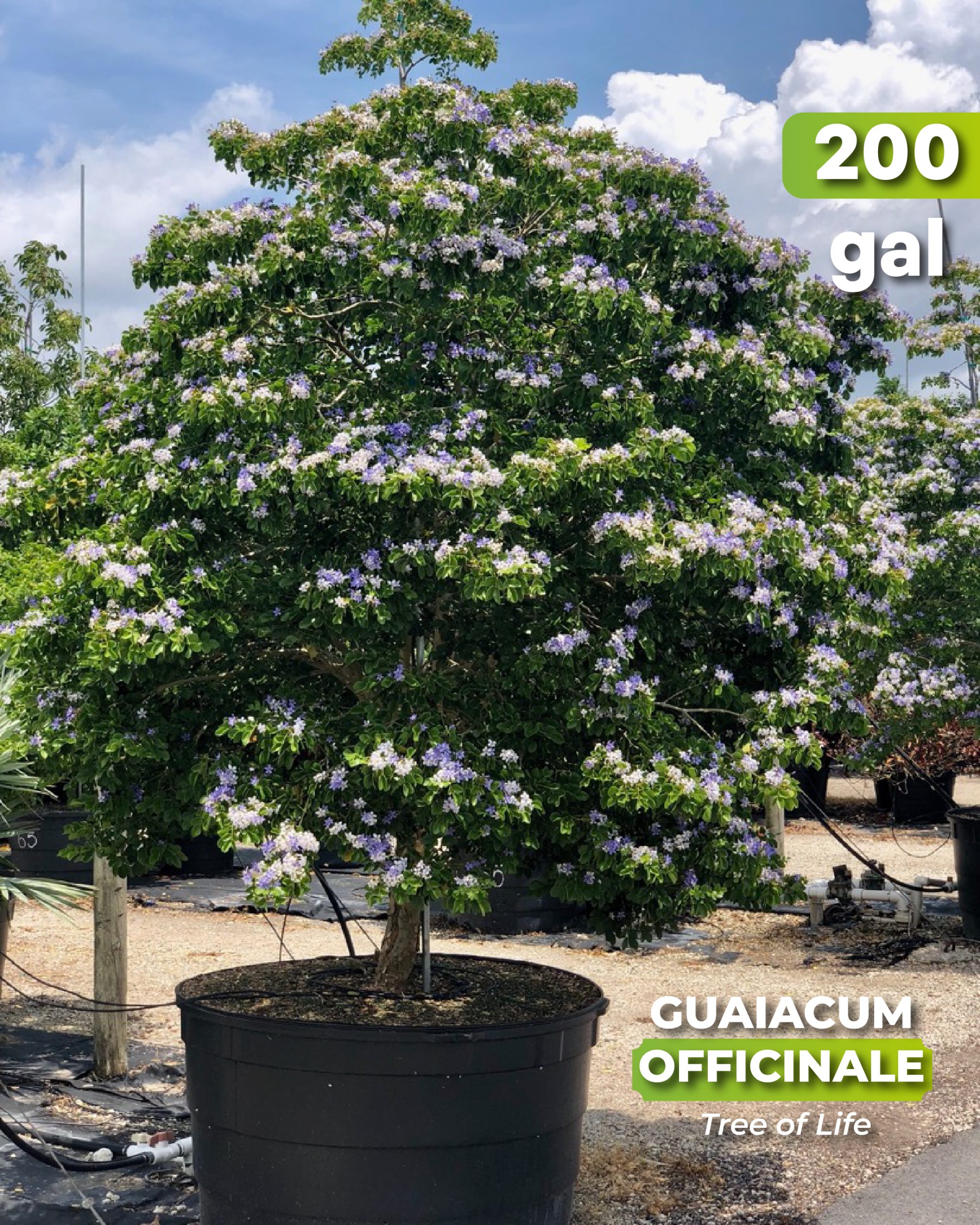 guaiacum officinale best known as tree of life 200 gallons