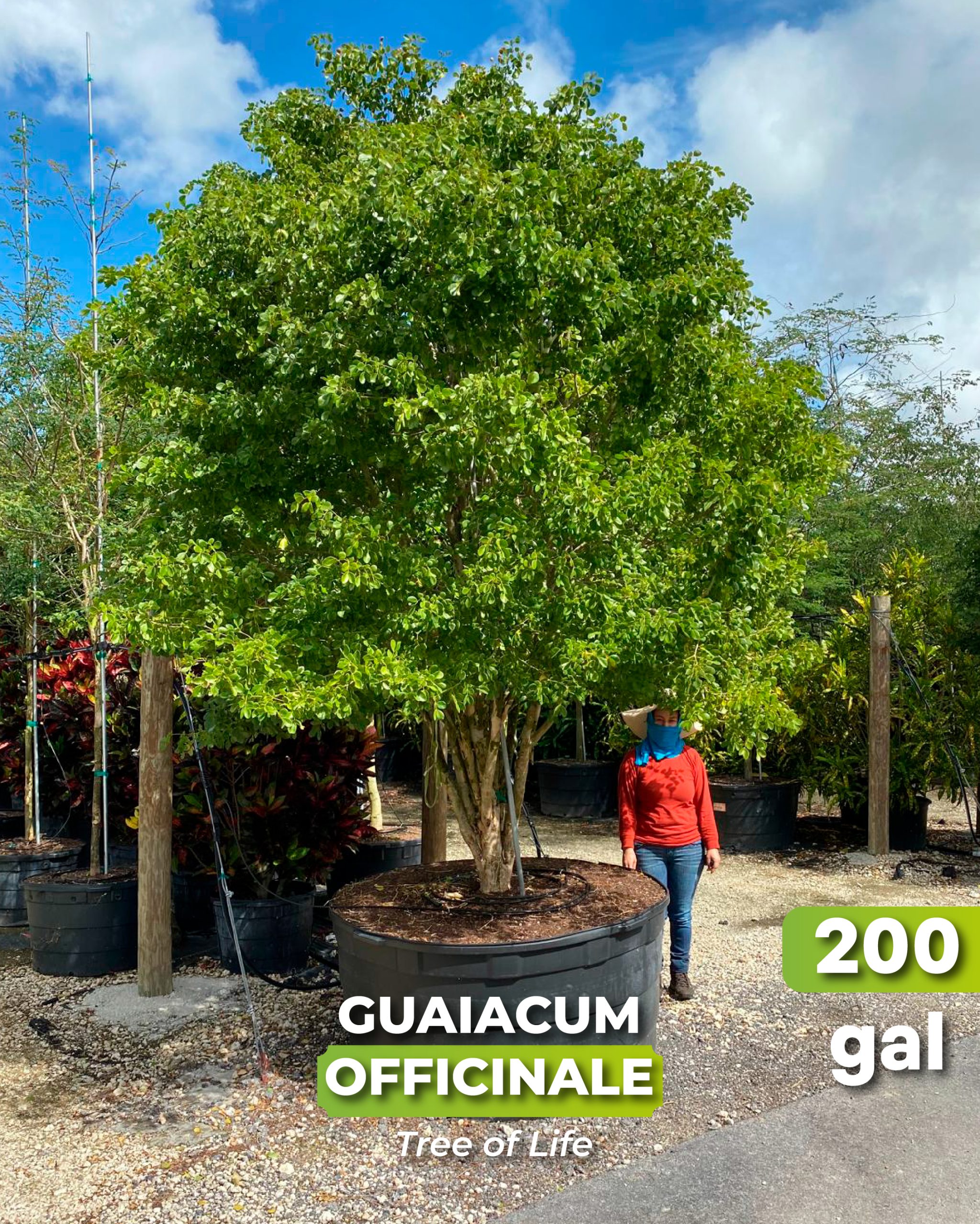 guaiacum officinale best known as tree of life 200 gallons for sale south florida