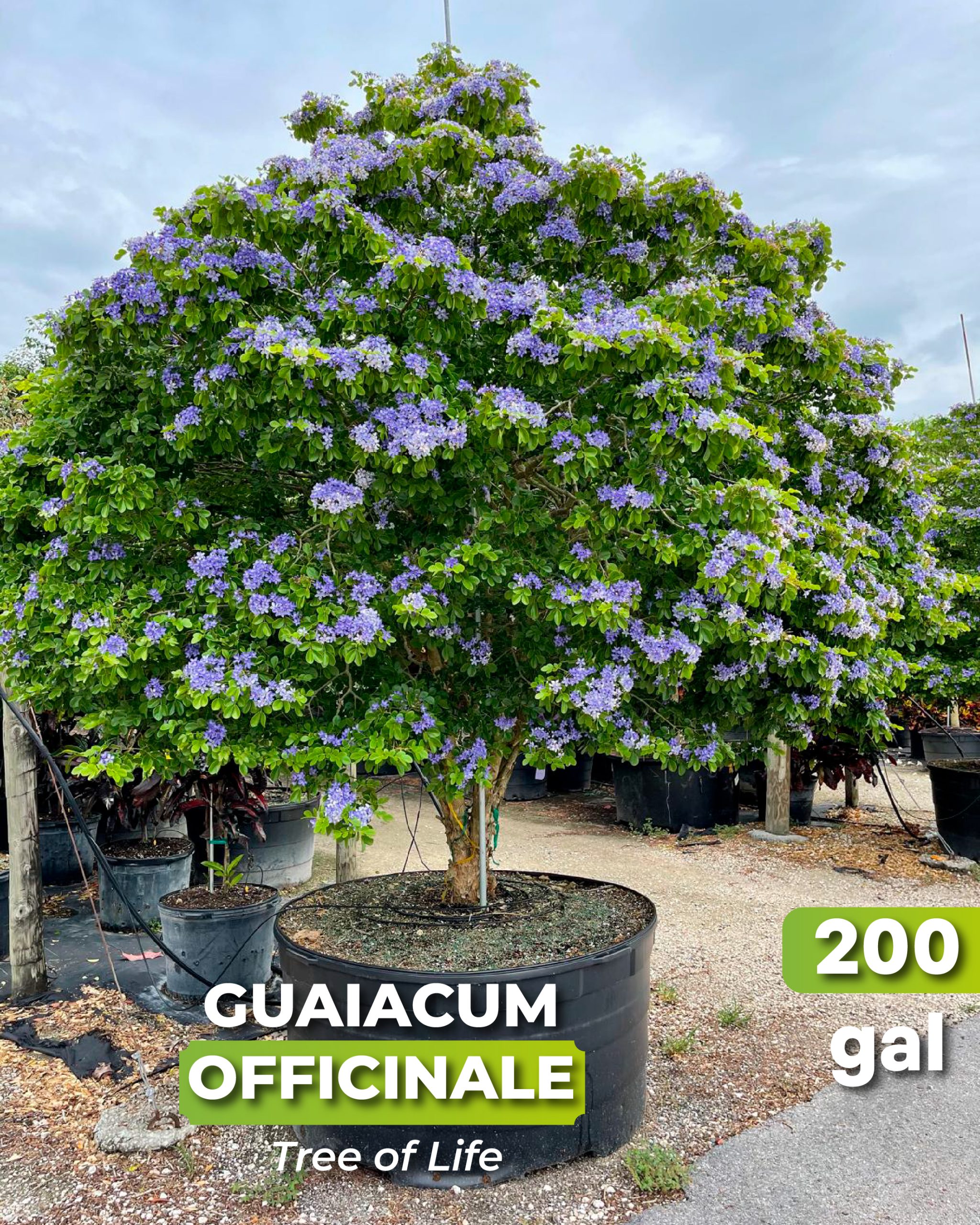 blue flower guaiacum officinale best known as tree of life 200 gallons at treeworld wholesale in homestead Florida