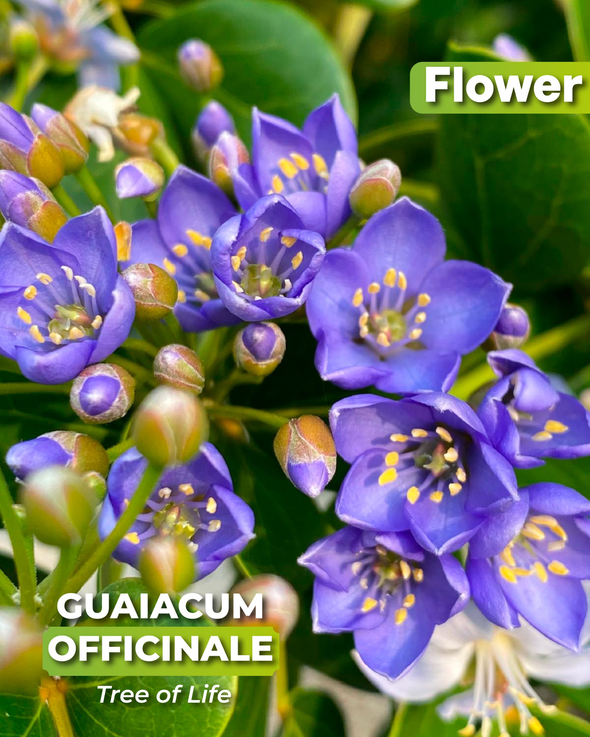 blue flowers of the guaiacum officinale best known as tree of life