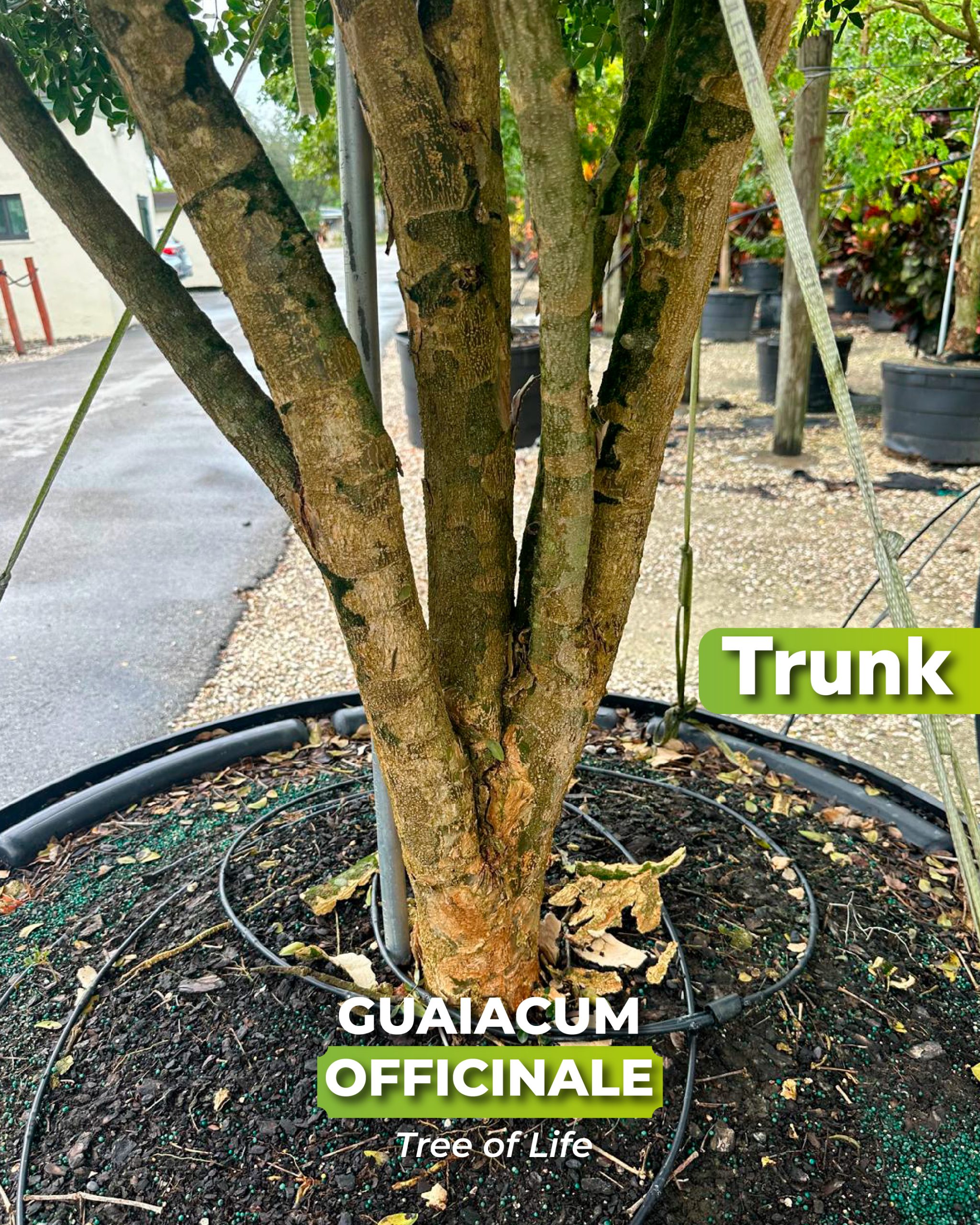 exfoliating trunk guaiacum officinale known as tree of life 200