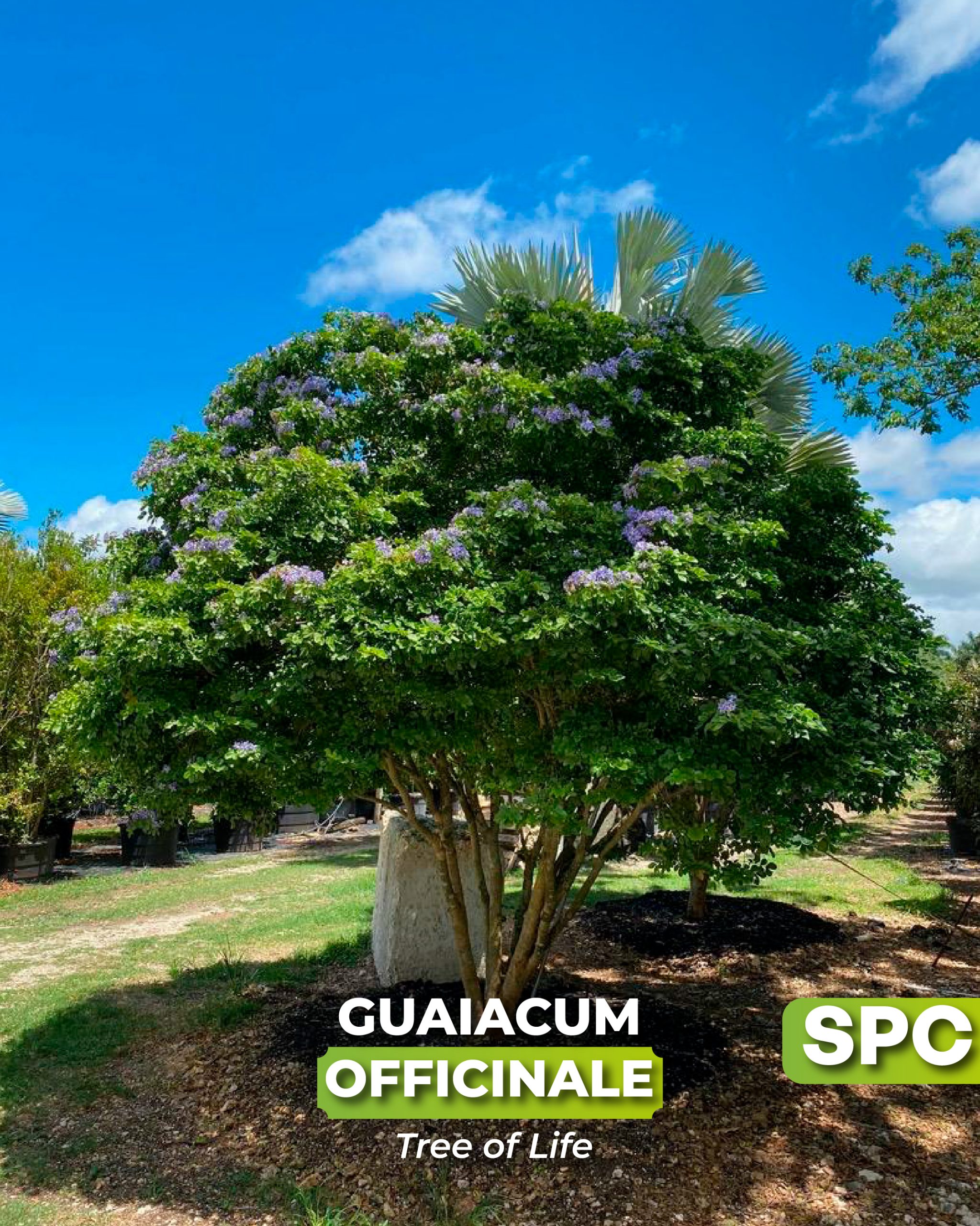 blue flowering specimen guaiacum officinale known as tree of life