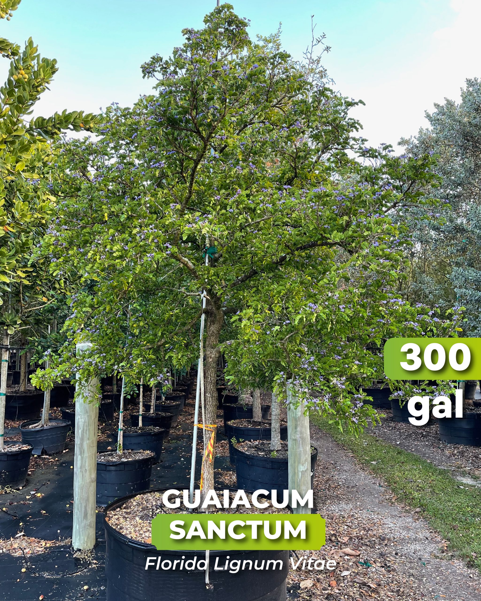 native tree guaiacum sanctum known as Florida lignum vitae 300 gallons