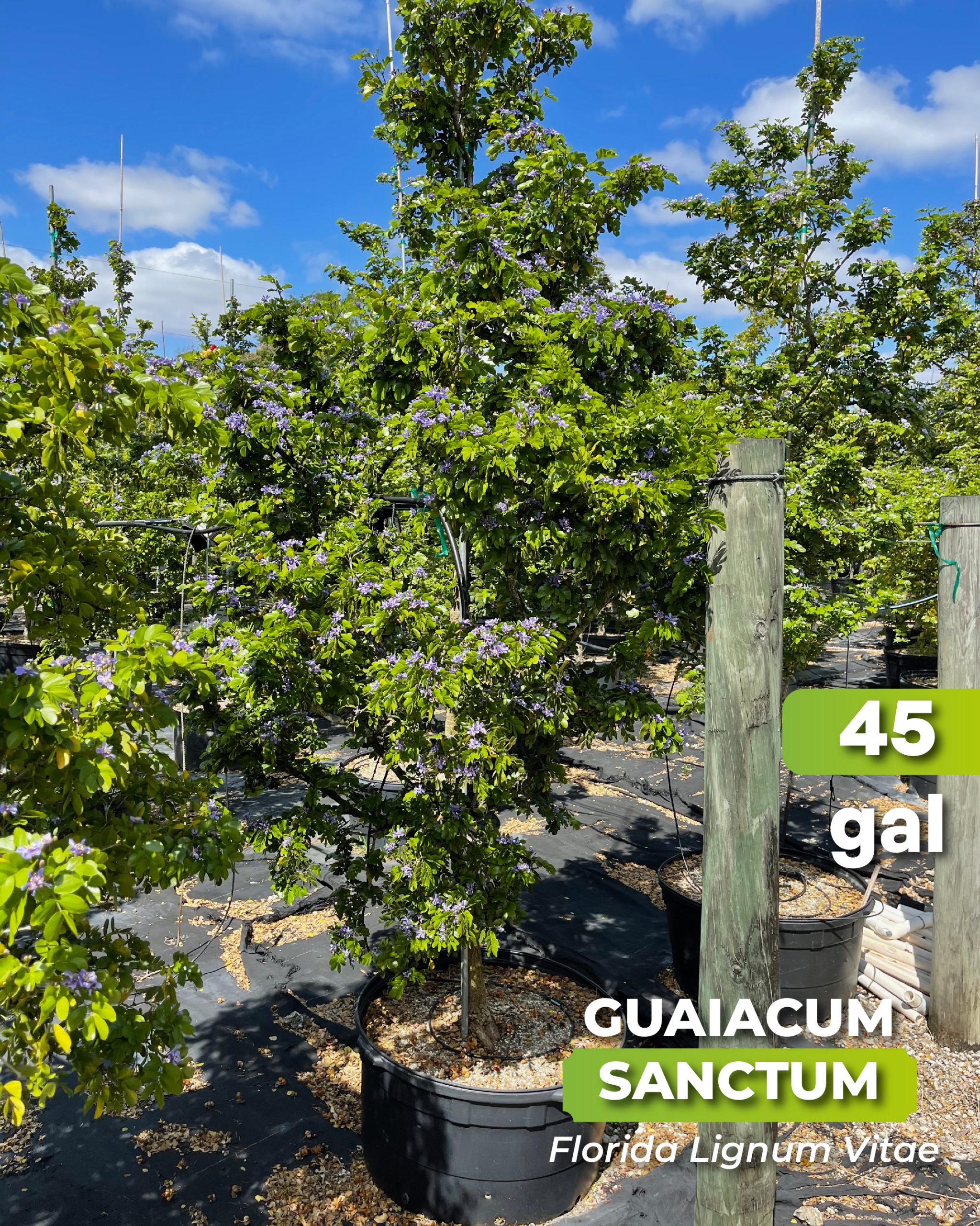 native blue flowering tree guaiacum sanctum known as Florida lignum vitae 45 gallons at TreeWorld wholesale in Homestead Florida