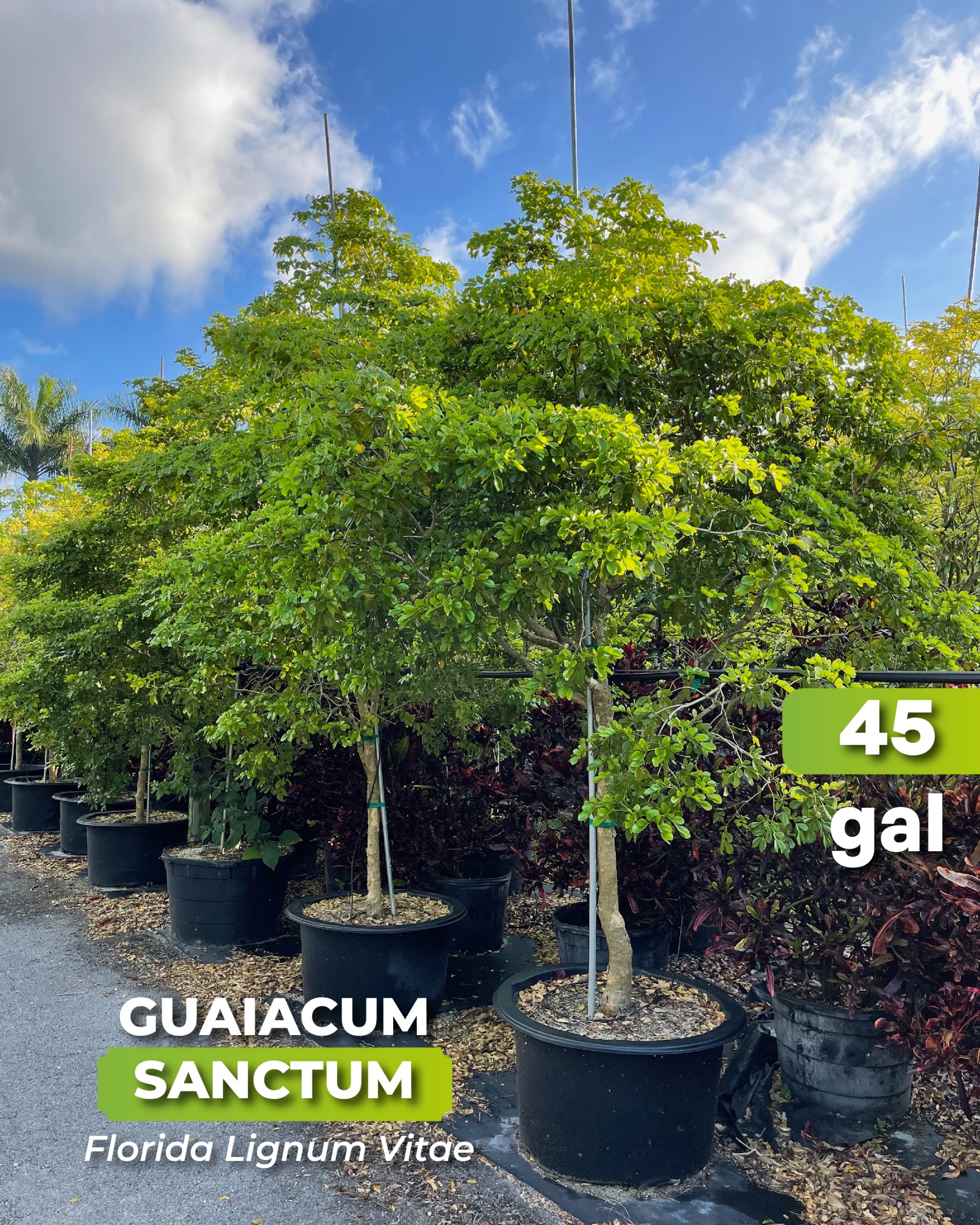 naturally blue flowering tree guaiacum sanctum known as Florida lignum vitae 45 gallons