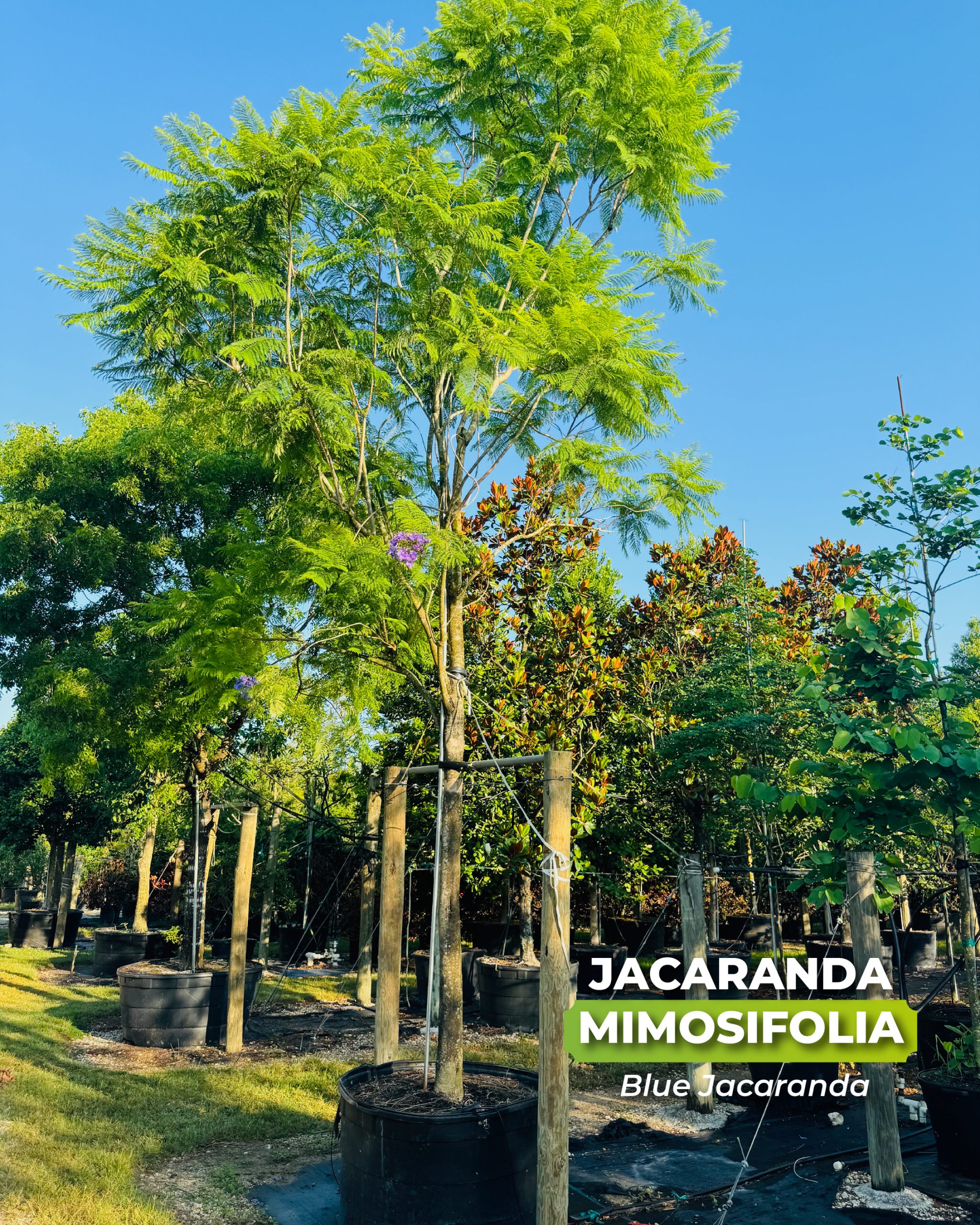 jacaranda mimosifolia feathery foliage and naturally blue flowering tree