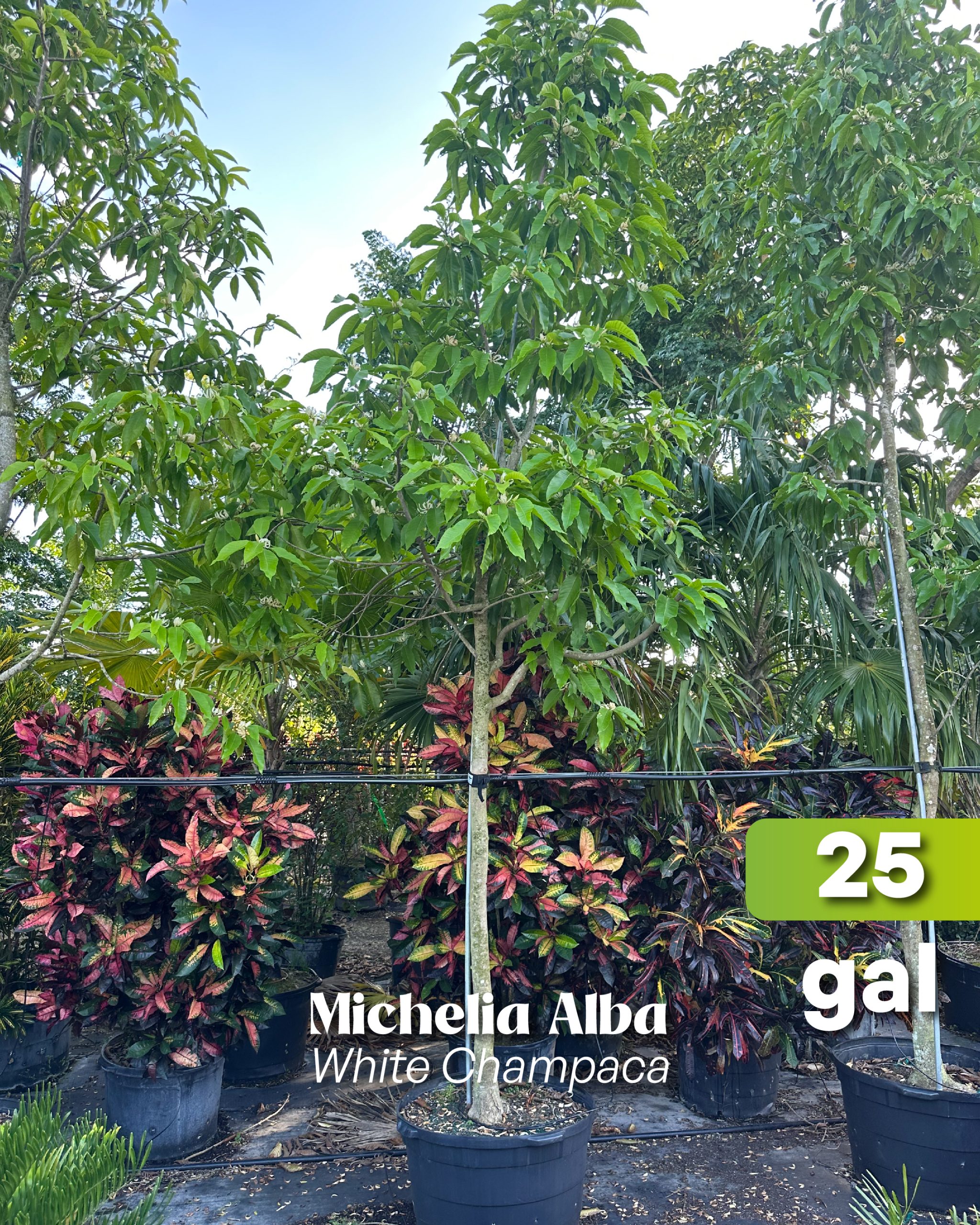 for sale michelia x alba white champaca 25 gallons