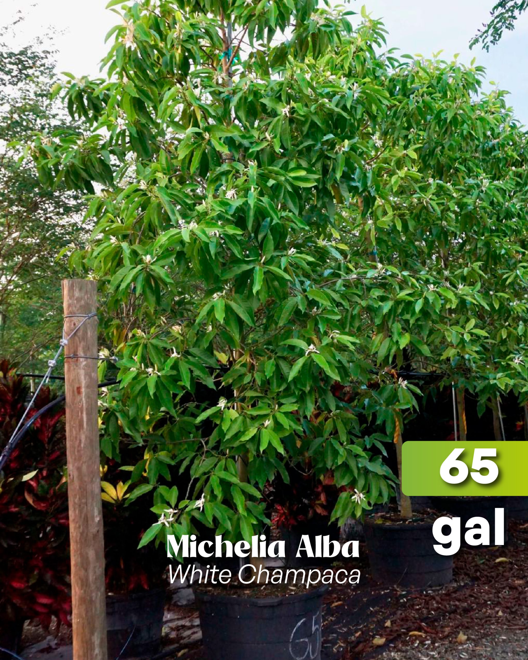 michelia x alba white champaca 65 gallons