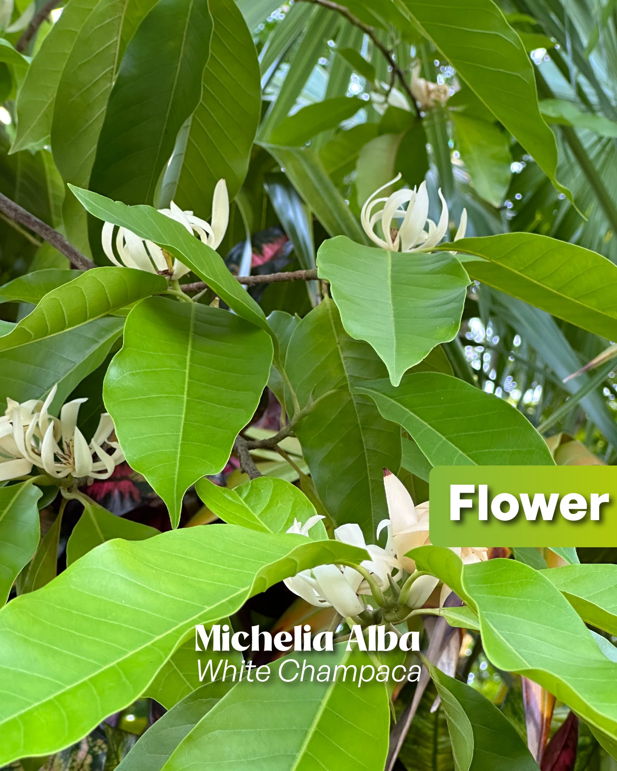 fragrant michelia x alba known as white champaca flower a tropical winter flowering tree