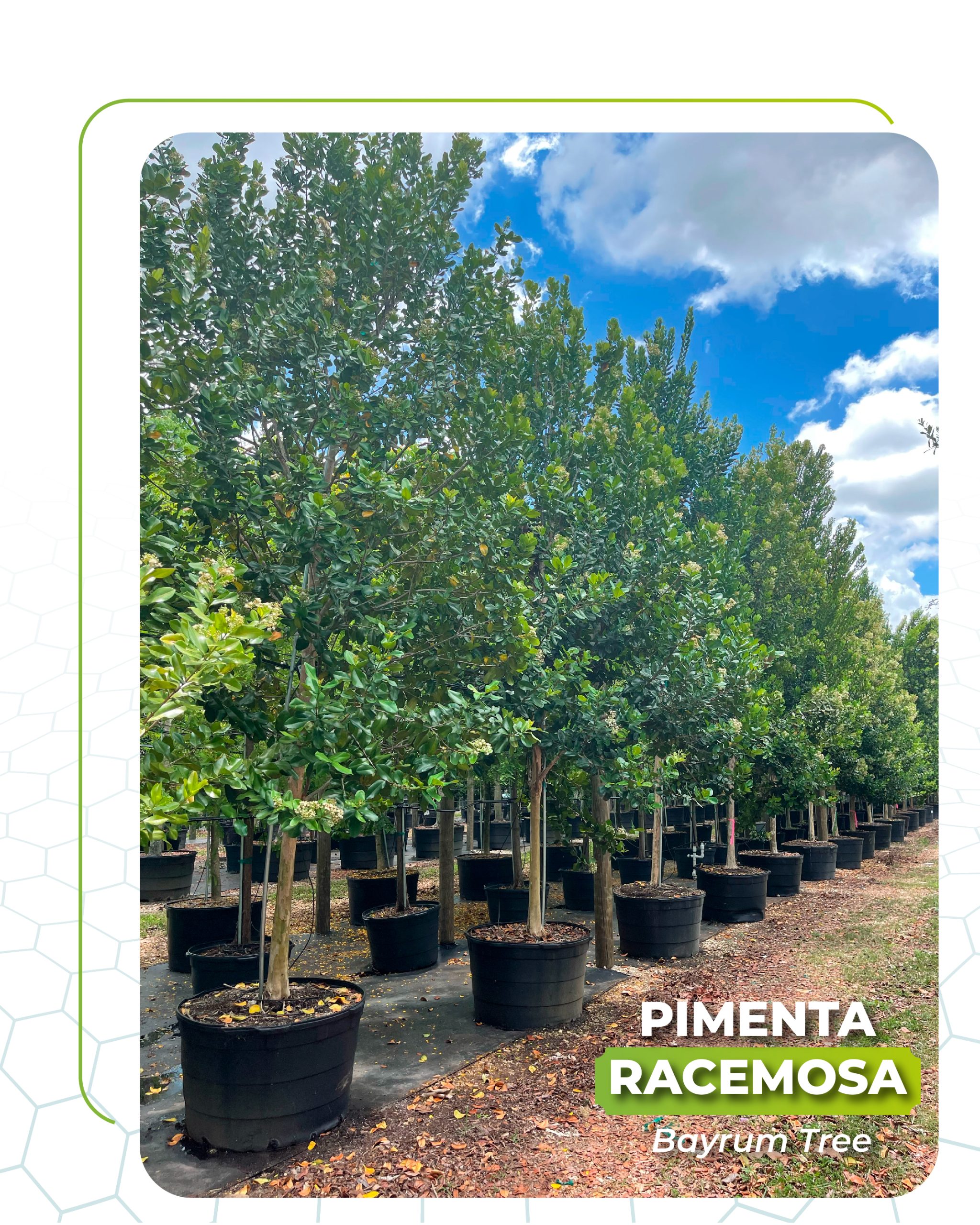 pimenta racemosa bayrum tree 45 gallons at TreeWorld