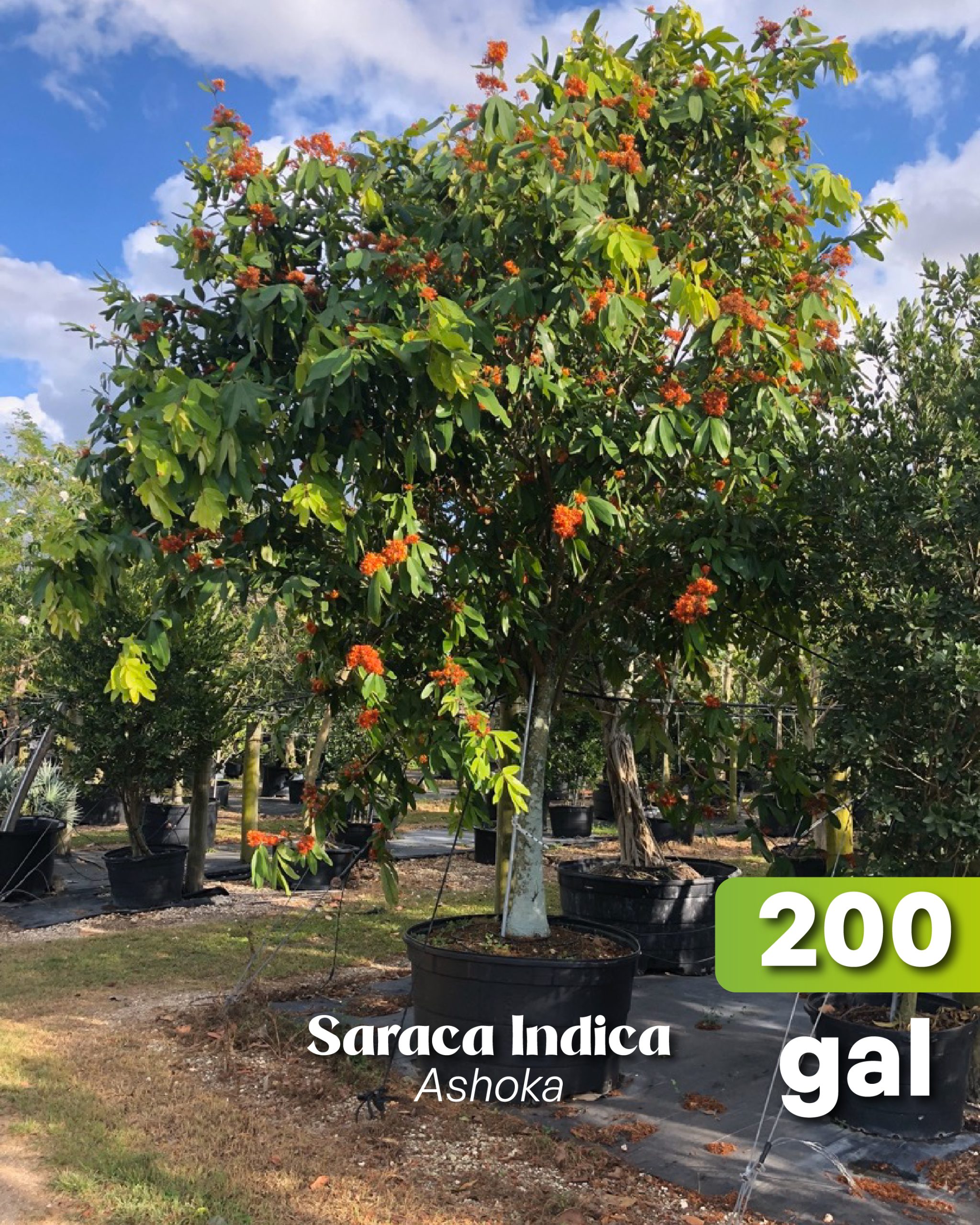 blooming saraca indica known as the ashoka tree in 200 gallons